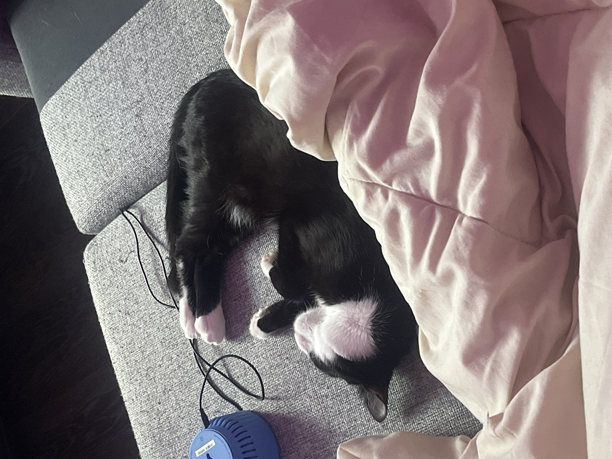 The image captures a black and white tuxedo cat sleeping or resting peacefully on a grey, textured fabric couch. The cat is curled up with its back partially visible, showcasing its black fur with distinct white markings on its paws, chest, and face. Its front paws are tucked in, while the back paws and tail are also visible, displaying white and black fur respectively.
A soft, light pink or beige blanket or duvet is draped over and around the cat, adding to the cozy atmosphere. The blanket is wrinkled, suggesting it has been in use.
On the grey couch fabric, in the lower left section of the image, a small, blue, cylindrical electronic device is present. It features vents around its sides and has a white sticker on its top surface. This sticker contains a barcode and some very small, unreadable text. Black wires are seen trailing from or near this blue device, across the couch. The floor visible at the edge of the frame is dark.
The scene depicts a calm and comfortable indoor setting, possibly a living room or bedroom, with the cat in a state of deep rest. The lighting is soft, contributing to the tranquil ambiance. No specific time of day or outdoor conditions are discernible from the image.