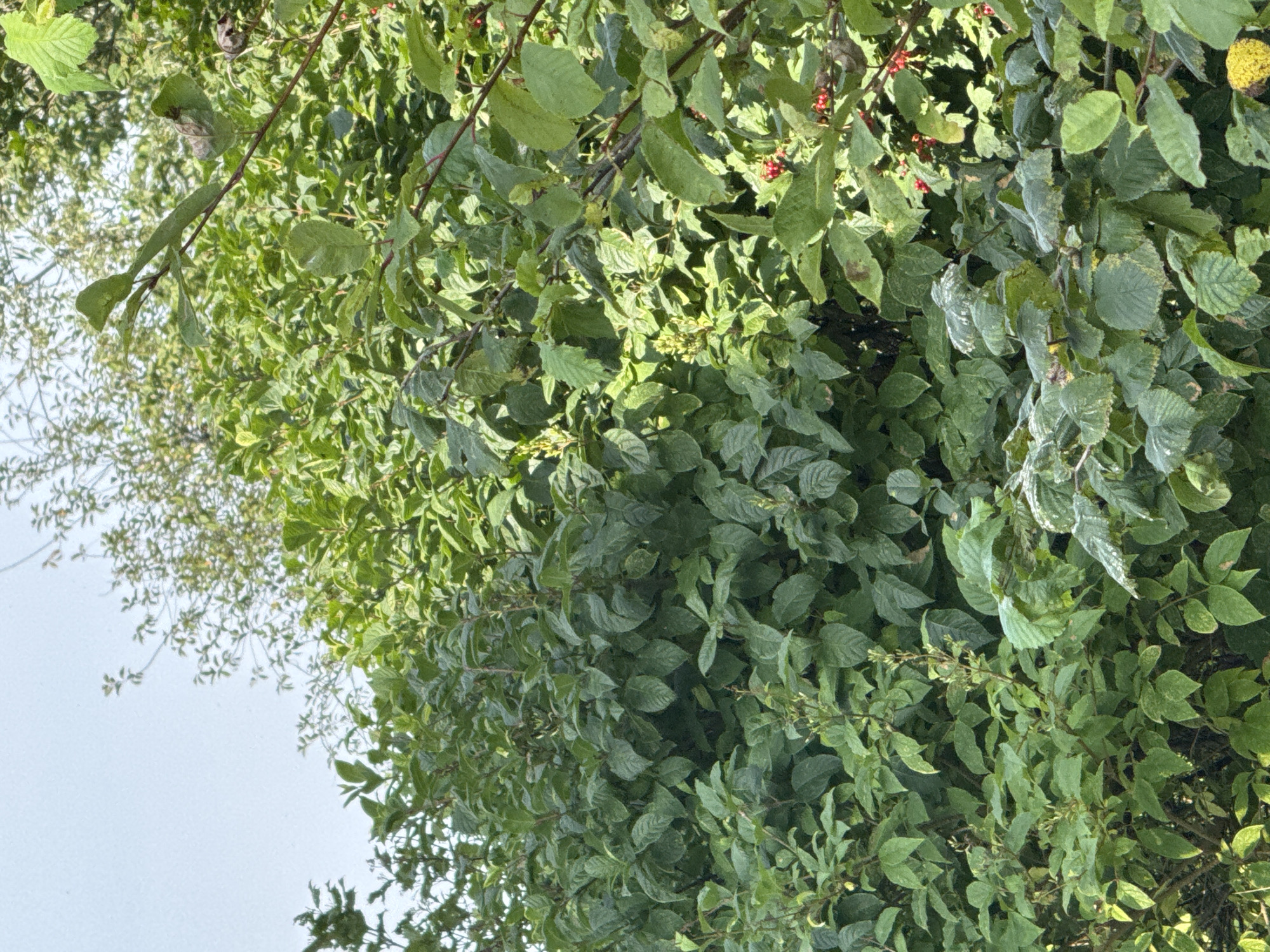 The image depicts a dense thicket of green foliage against a pale sky. The vegetation is lush, with numerous leaves and branches creating a textured surface. Some smaller branches extend into the upper portion of the frame, with delicate, lighter-colored leaves. In the mid-right section of the image, small clusters of red berries are visible among the green leaves. The lighting suggests it is daytime, with sunlight illuminating the plants. The image composition is tightly cropped on the vegetation, with no discernible human presence or man-made structures visible. The scene is consistent with an outdoor natural environment, possibly a park or garden area within Beloostrov, Russia.