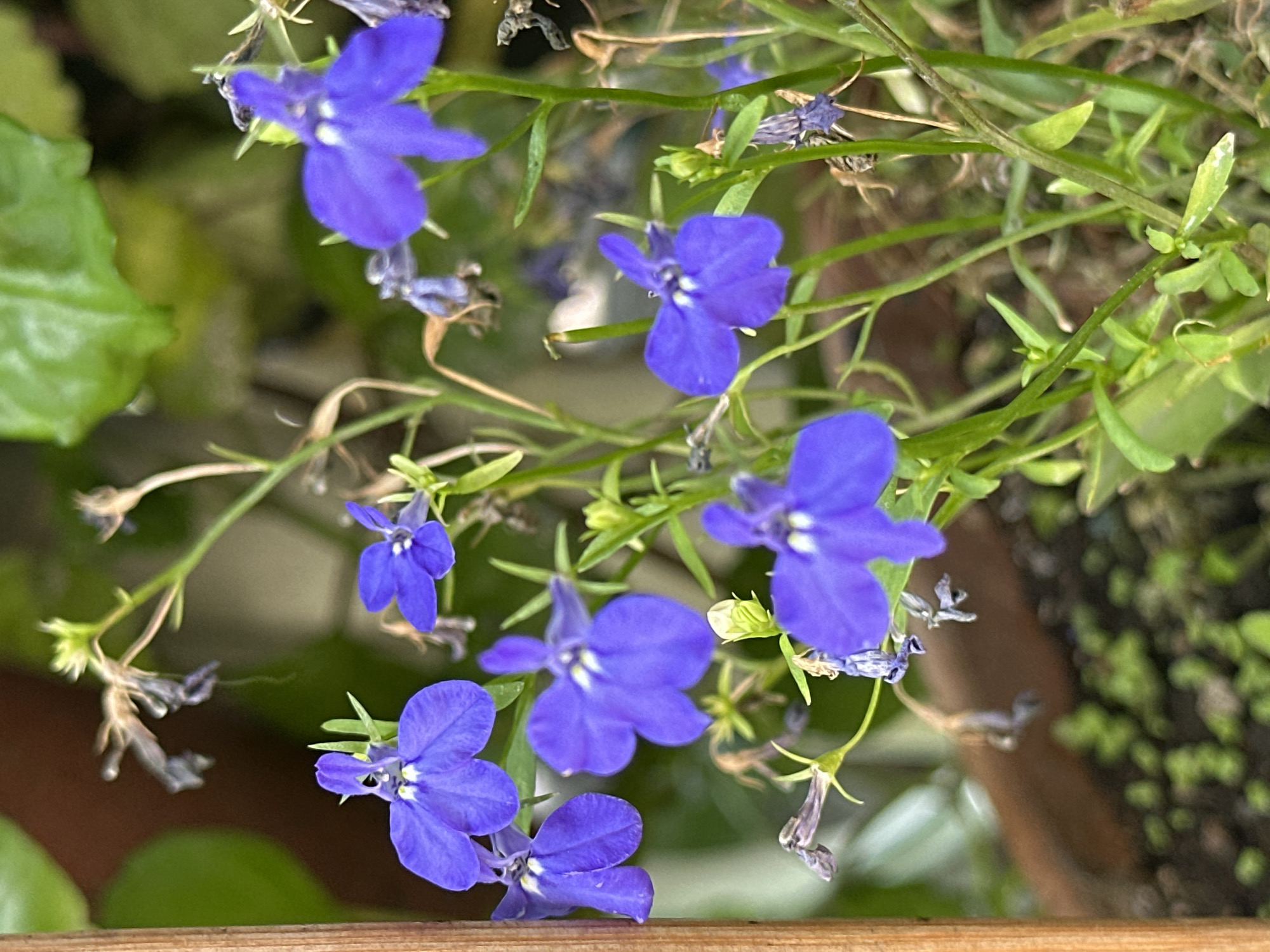 The image shows a close-up of a cluster of bright purple lobelia flowers in bloom. The flowers have delicate, five-petaled blossoms with white centers. They are growing on thin, green stems with small leaves. In the background, out-of-focus green foliage and a brown pot are visible, suggesting the flowers are in a garden or planter. The lighting suggests it is daytime. There are no people or animals present. The image was taken in Yessentuki, Russia.