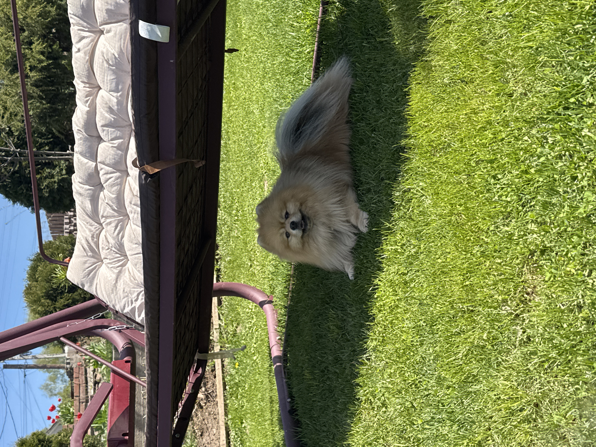 A medium-sized, tan-colored Pomeranian dog is lying on green grass. A swing with a light-colored cushion is in the foreground. The location is outdoors, likely a residential backyard. The image shows a sunny day. In the background, glimpses of a house and foliage are visible. The image does not provide sufficient detail to identify the location as Kharnavy, Russia.