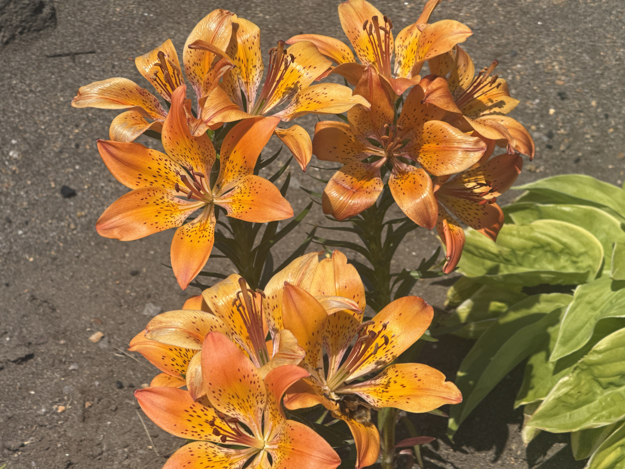 In Kuril'sk, Russia, a cluster of bright orange lilies with dark speckles blooms against a backdrop of grey, granular ground. The lilies are in various stages of opening, with some petals curled and others fully unfurled, revealing their stamens and pistils. To the right of the flowers, large, vibrant green hosta leaves provide a lush contrast. The lighting suggests it is daytime, with sunlight casting subtle shadows on the ground and highlighting the texture of the flower petals. The scene is natural and appears to be in an outdoor setting, likely a garden or park area within the city.