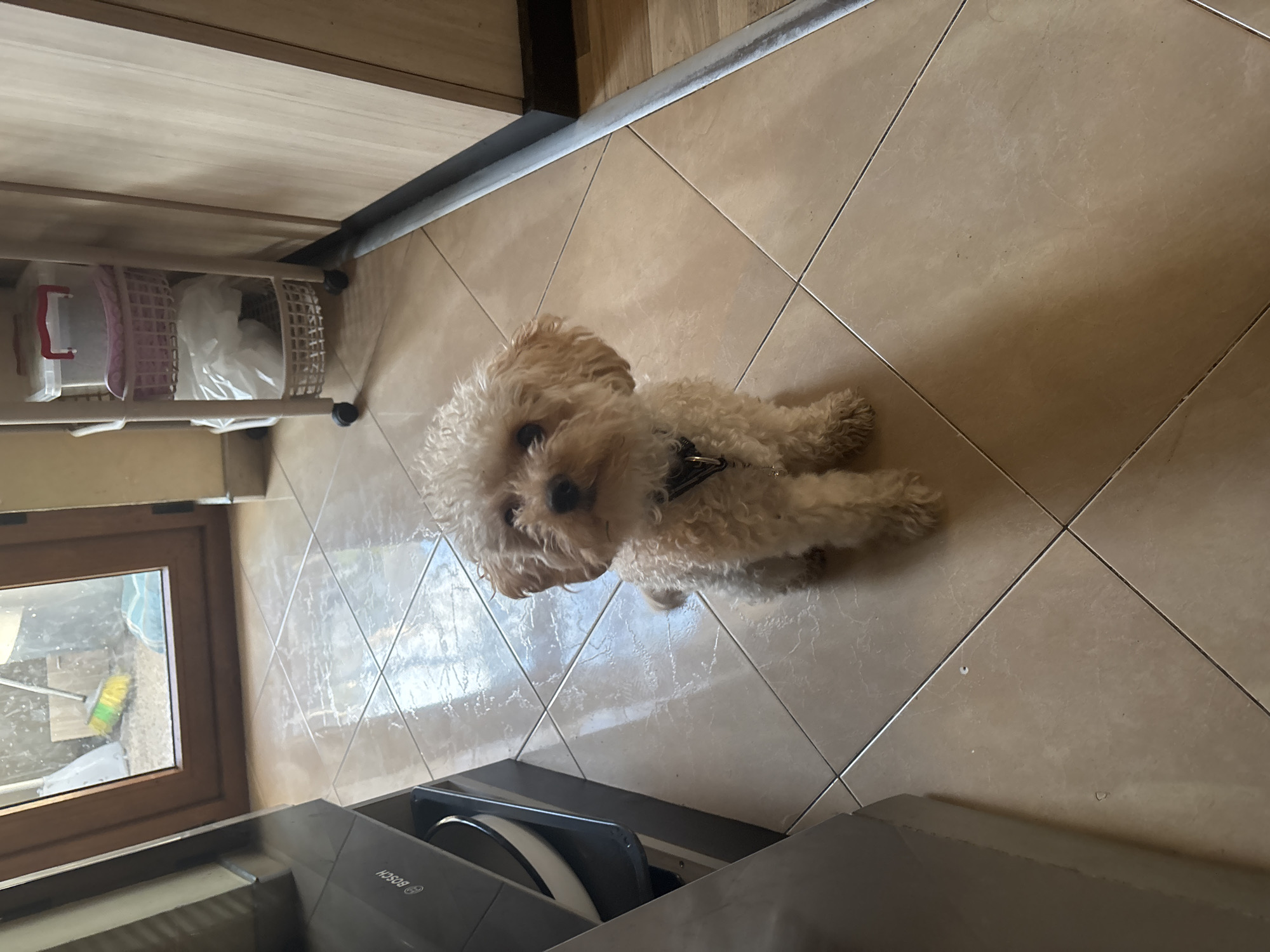 A medium-sized, curly-haired, light brown dog wearing a dark collar lies on a light brown tiled floor. The floor appears to be in a kitchen, as a sink, window, and cabinet are visible in the background. A dish rack is visible next to the cabinet. The location cannot be determined as Plovdiv, Bulgaria from this image.