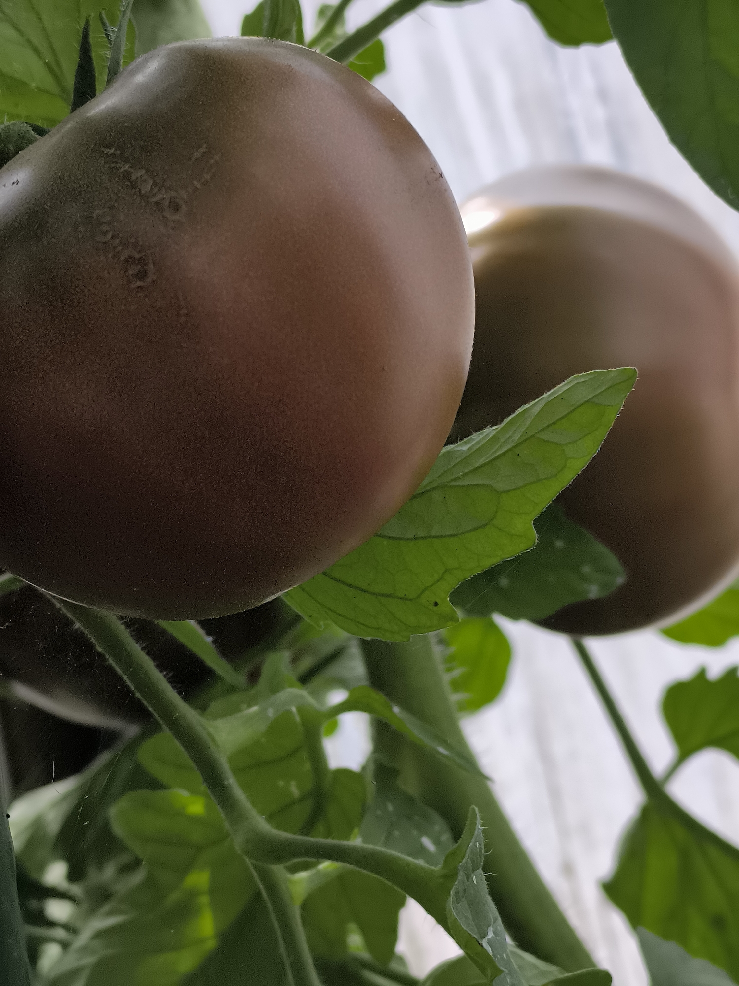 The image depicts a close-up view of two dark, unripe tomatoes growing on a vine. The tomatoes are a deep, dusky brown with some lighter markings, suggesting they are not yet fully ripe. They are surrounded by lush green leaves and fuzzy green stems. In the background, there appears to be a white or light-colored, possibly translucent material, which could be part of a greenhouse or a protective covering. The overall scene is one of a garden or agricultural setting. The location in the city of Dercekliai, Lithuania, is not visually evident in the provided image.
