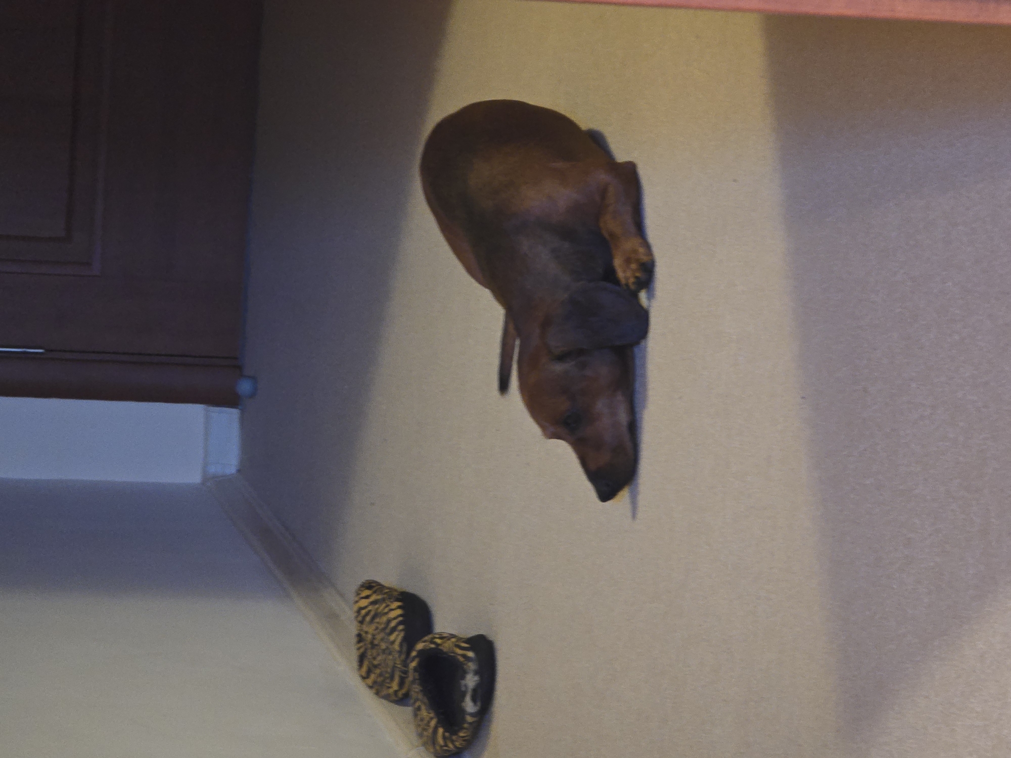 In an indoor setting, possibly a hallway or room in Golyanovtsi, Bulgaria, a brown dachshund is lying on a light-colored carpet. The dog is in a relaxed, resting posture, with its head down and body stretched out. To the left of the dog are two leopard-print slippers. The background features a wall and a closed door, suggesting a residential or domestic environment. The lighting is dim, casting soft shadows. There are no people visible in the image.