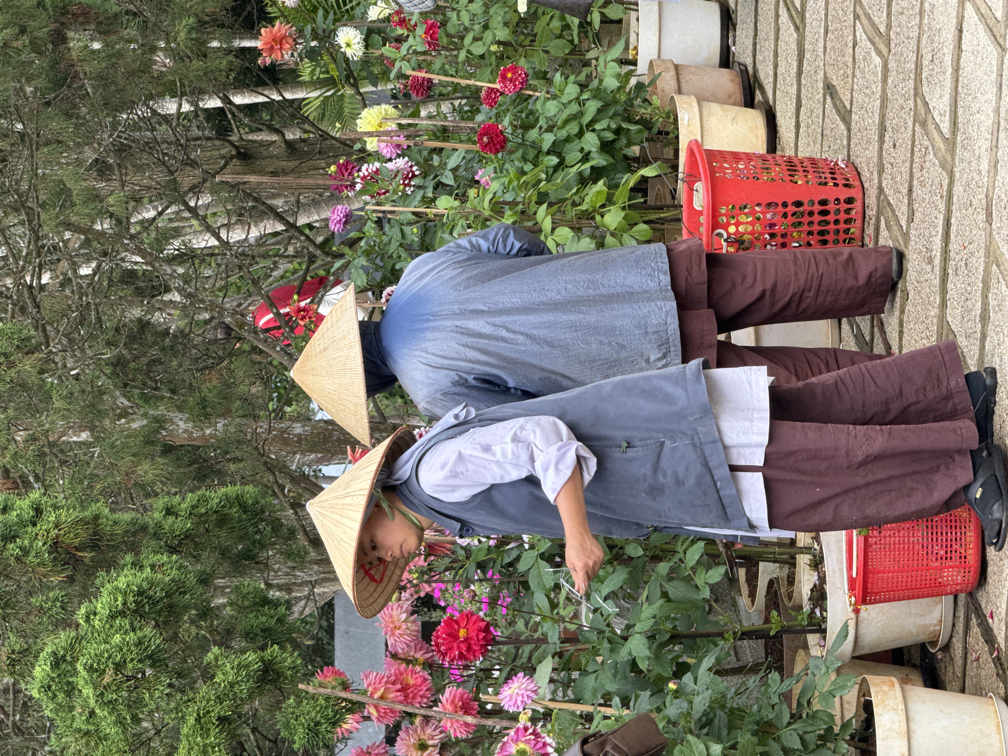 Two individuals wearing conical hats and traditional attire are standing in front of a display of dahlias in the city of Da Lat, Vietnam. The individual in the foreground, on the left, is facing towards the right, holding a pair of scissors and a small bundle of white strings. They are wearing a light-colored shirt, a dark vest, and loose-fitting maroon pants. The second individual, on the right, is facing away from the camera, wearing a blue jacket and similar maroon pants. They are standing near a red plastic basket filled with flowers. The dahlias, in various shades of pink, red, yellow, and white, are in bloom and supported by stakes. The background consists of lush green trees and a paved walkway. The overall impression is a scene from a flower garden or market in Da Lat.