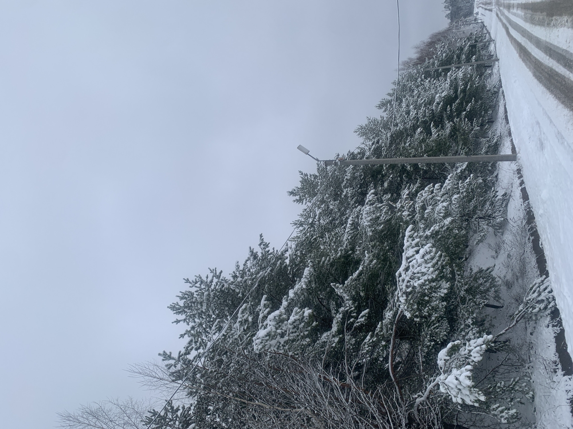 The image depicts a winter scene in what appears to be a rural or suburban area. Evergreen trees, heavily laden with snow, dominate the view. A road or path runs along the edge of the trees, also covered in snow. An overhead light fixture is visible among the trees. The sky is overcast and gray. Without additional information, it is not possible to confirm the specific location in Chaikovsky, Russia.