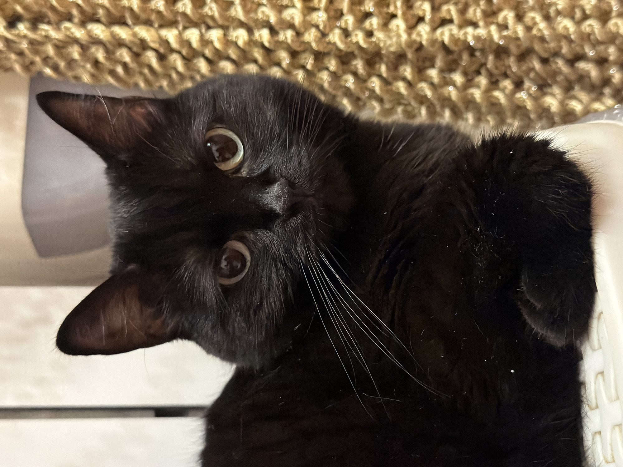 The image is a close-up of a black cat with green eyes, sitting in an indoor environment. The cat's fur is dark and appears slightly disheveled. Its ears are pointed, and its whiskers are long and white. The cat is looking directly at the camera. In the background, to the right, is a textured, tan-colored surface, possibly a scratching post or carpet. To the left, there is a blurry white vertical surface, which could be a wall or furniture. The cat is resting on a white, textured surface that appears to be made of plastic, with a woven pattern. The overall lighting suggests an indoor setting, possibly a home. There is no information available to determine the location of this image in Novosibirsk, Russia.