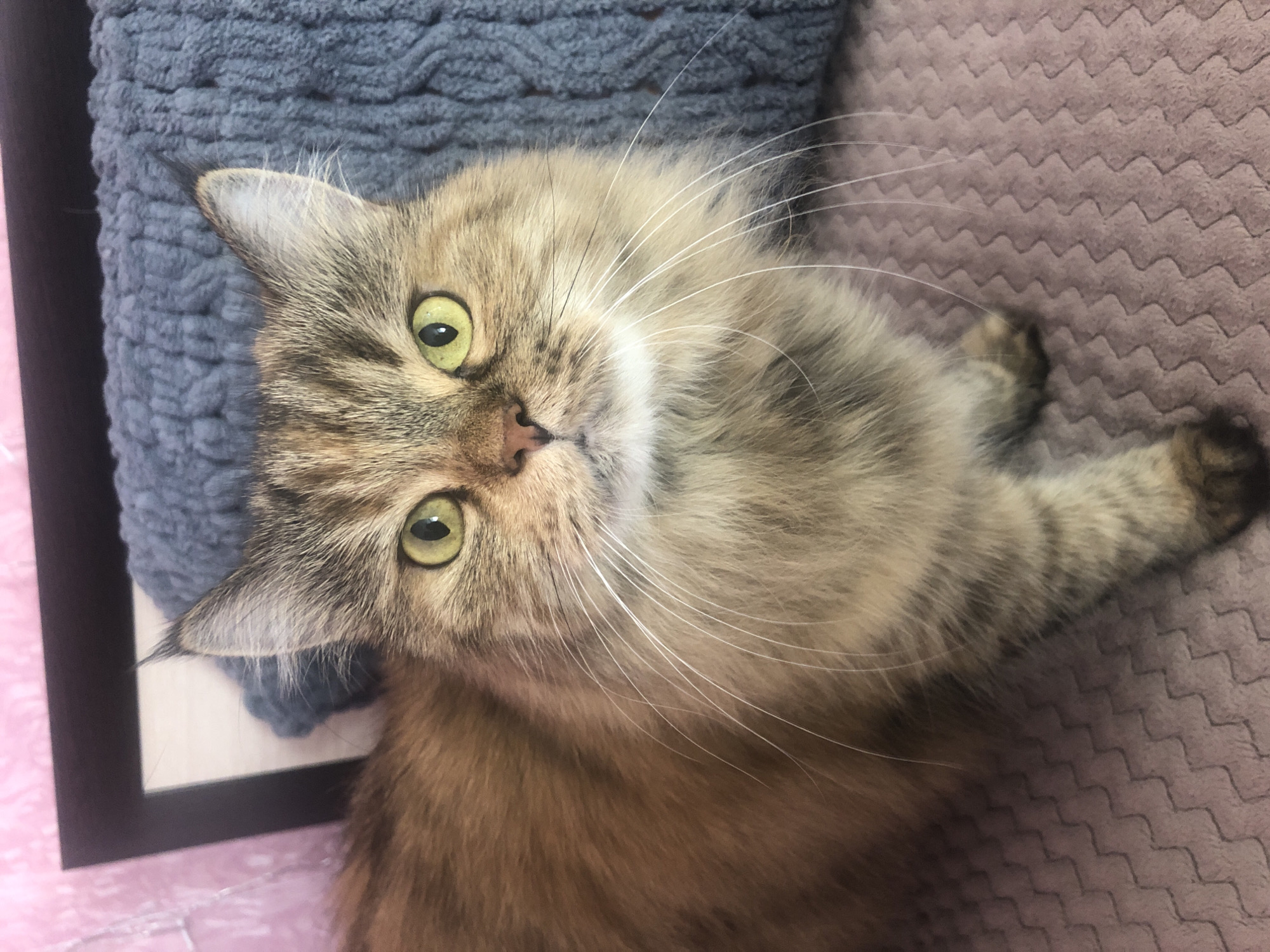 A close-up, eye-level shot captures a fluffy, long-haired tabby cat with striking yellow-green eyes. The cat is positioned in the center of the frame, facing directly towards the viewer. Its fur is a mix of brown, black, and golden hues, with distinct tabby markings. Long, white whiskers fan out from its muzzle. The cat is resting on a textured pink surface, possibly a blanket or sofa, with a plush blue fabric item behind it. A dark brown frame is visible in the background, behind the blue fabric. The overall lighting is soft, highlighting the cat's features and fur texture. There are no people or other animals present in the image. The scene appears to be indoors, in a domestic setting.