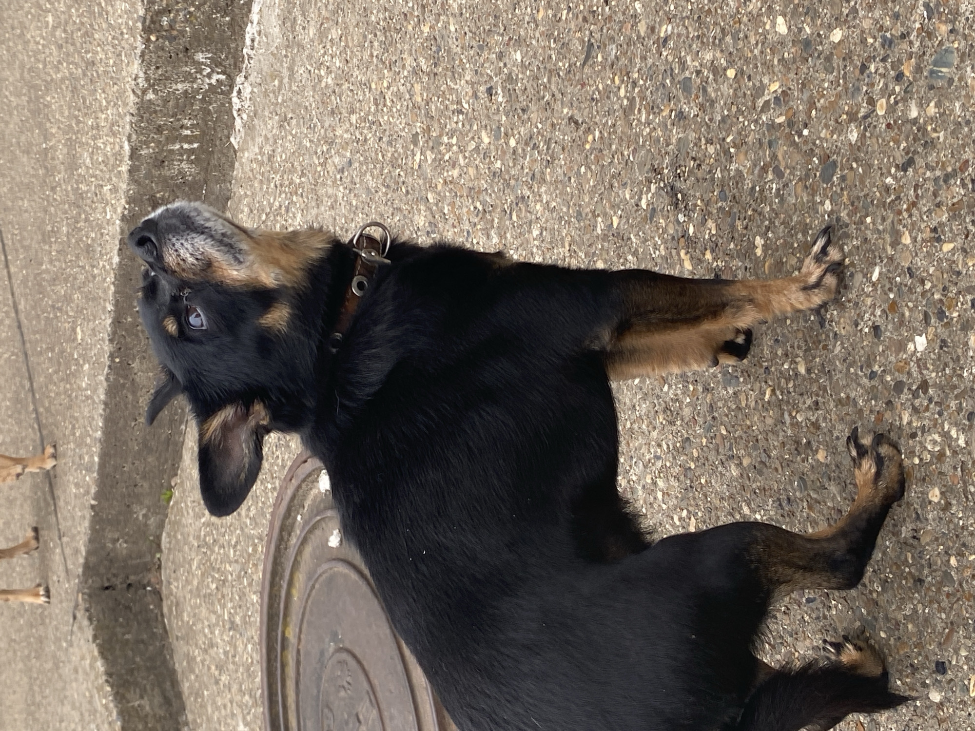 A black and tan dog with a brown leather collar is lying on a cracked concrete surface, likely a sidewalk or street in Марковский, Russia. The dog is oriented with its head towards the upper left corner and its legs extended towards the upper and lower right corners. Part of a metal manhole cover is visible beneath the dog's torso. In the lower left corner, the legs of another dog are partially visible. The background shows a concrete curb and more of the cracked concrete surface. The scene is lit naturally, suggesting an outdoor setting.