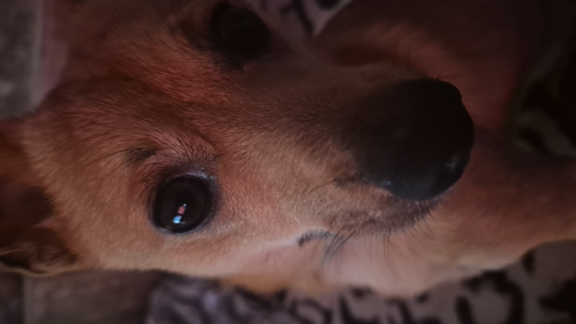 A close-up, low-angle shot focuses on the face of a small, tan-colored dog, likely a chihuahua mix. The dog's large, dark eye is prominent, reflecting some light that appears as small red and blue smudges within the pupil. Its wet, black nose is also visible, positioned centrally in the frame. The dog's fur is short and appears to be illuminated by a warm, reddish light, casting shadows and highlighting the texture of its coat. The background is blurred and out of focus, showing a patterned fabric in shades of gray and white, possibly a blanket or upholstery. The overall impression is intimate and direct, with the dog appearing to look directly at the camera. There are no visible signs of the city of Švenčionys, Lithuania, within the frame of this image; it is a close-up portrait of a dog.