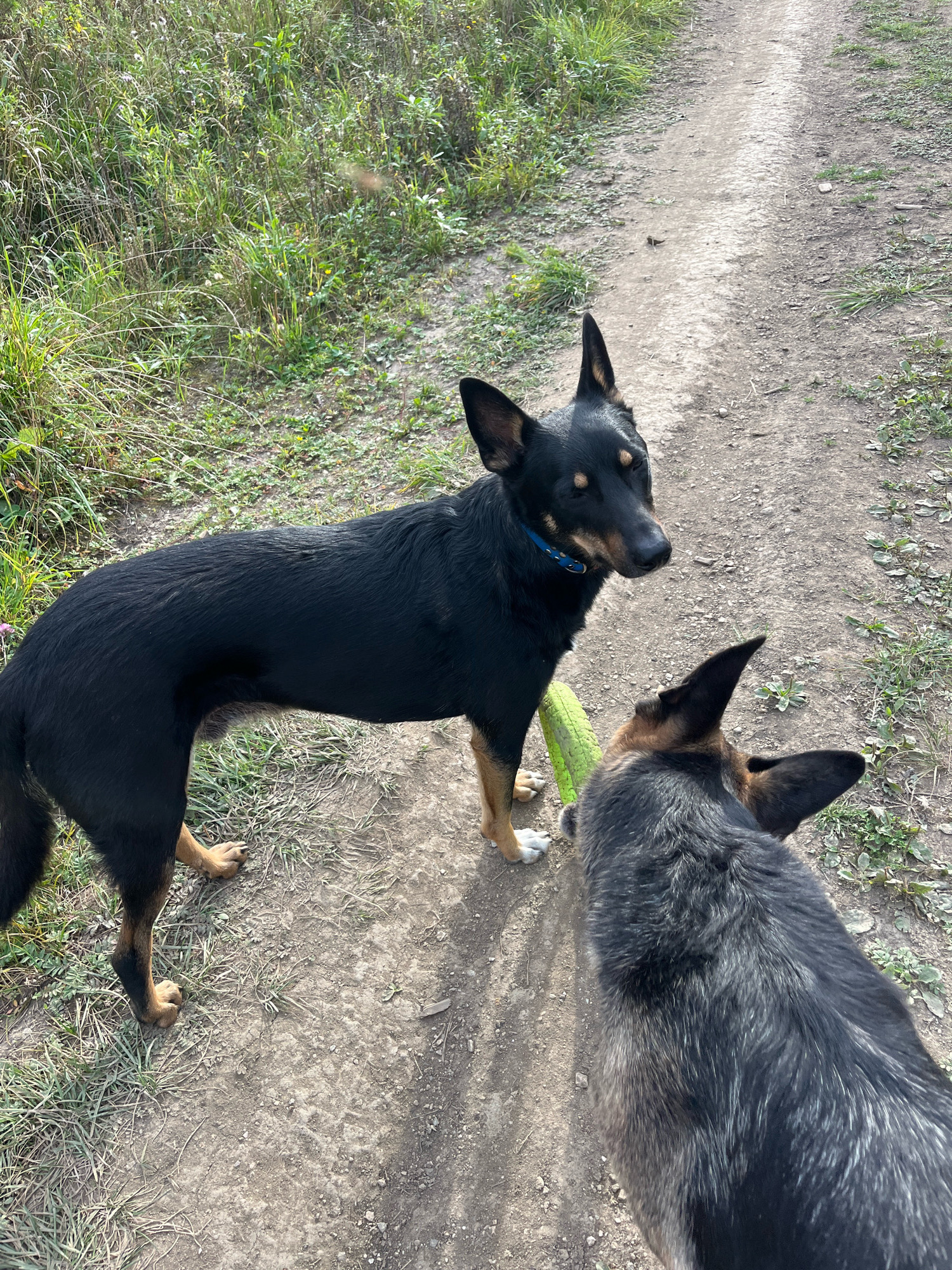 Two dogs are present on a dirt path outdoors. The dog in the foreground is facing away from the camera, and its back is to the viewer. The dog is dark gray with tan markings on its face and ears. The dog in the background is black with tan markings on its legs and face. It is wearing a blue collar and is standing next to a bright green object, possibly a toy. The dogs are on a path that is flanked by dry grass and some green vegetation. The scene appears to be in a rural or natural setting, and there is no indication of the city of Nizhny Tagil, Russia.