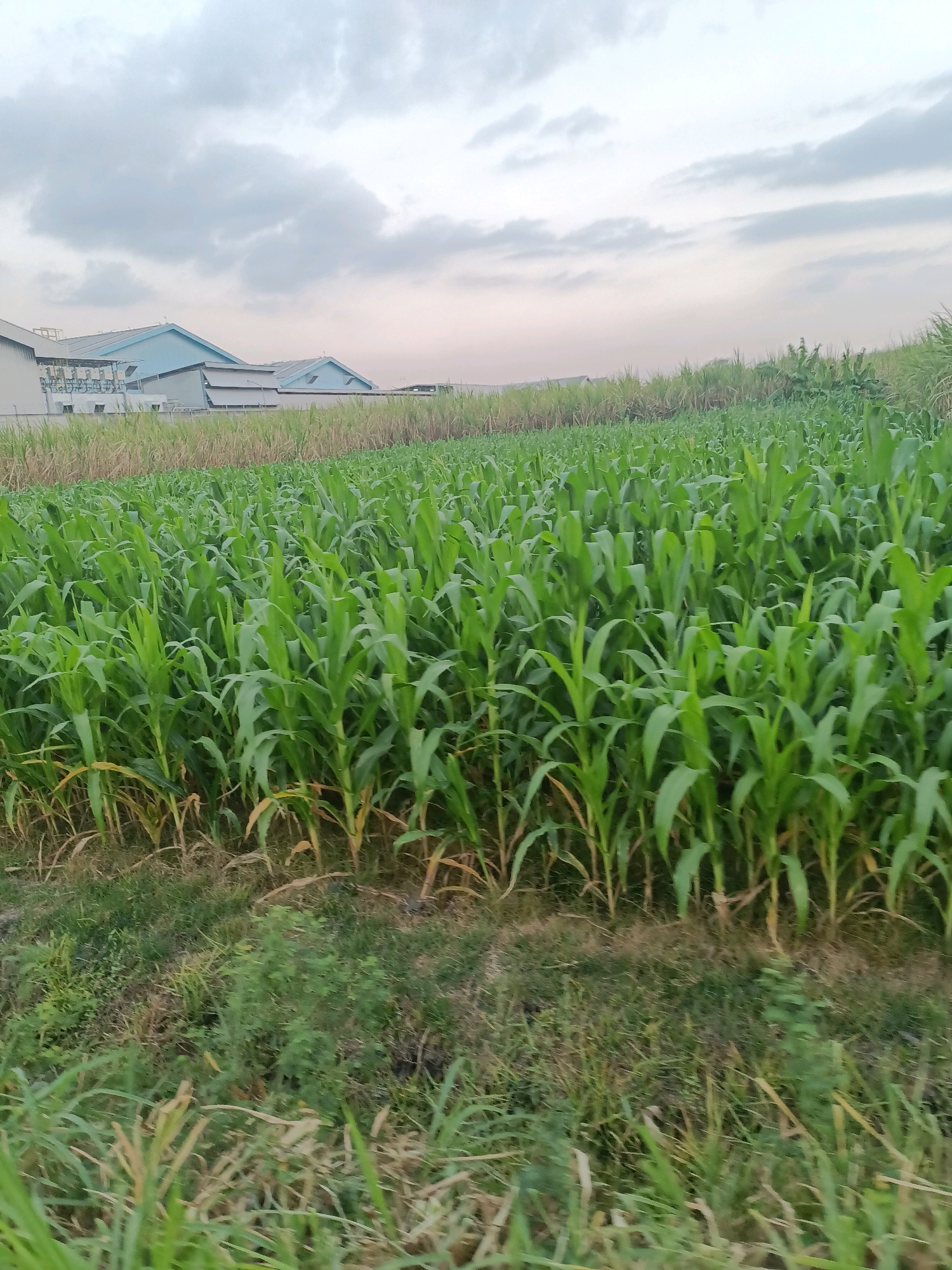 In Badas, Indonesia, an industrial building with a light blue roof is visible behind a lush field of young green corn stalks. The sky above is overcast with soft, diffused light. The corn plants are densely packed, reaching approximately waist height, with some dry, yellowing leaves at the base. To the left of the cornfield, what appears to be a taller, more mature crop, possibly sugarcane, can be seen. The foreground shows patchy grass and dry vegetation. The overall impression is one of an agricultural landscape adjacent to industrial development.