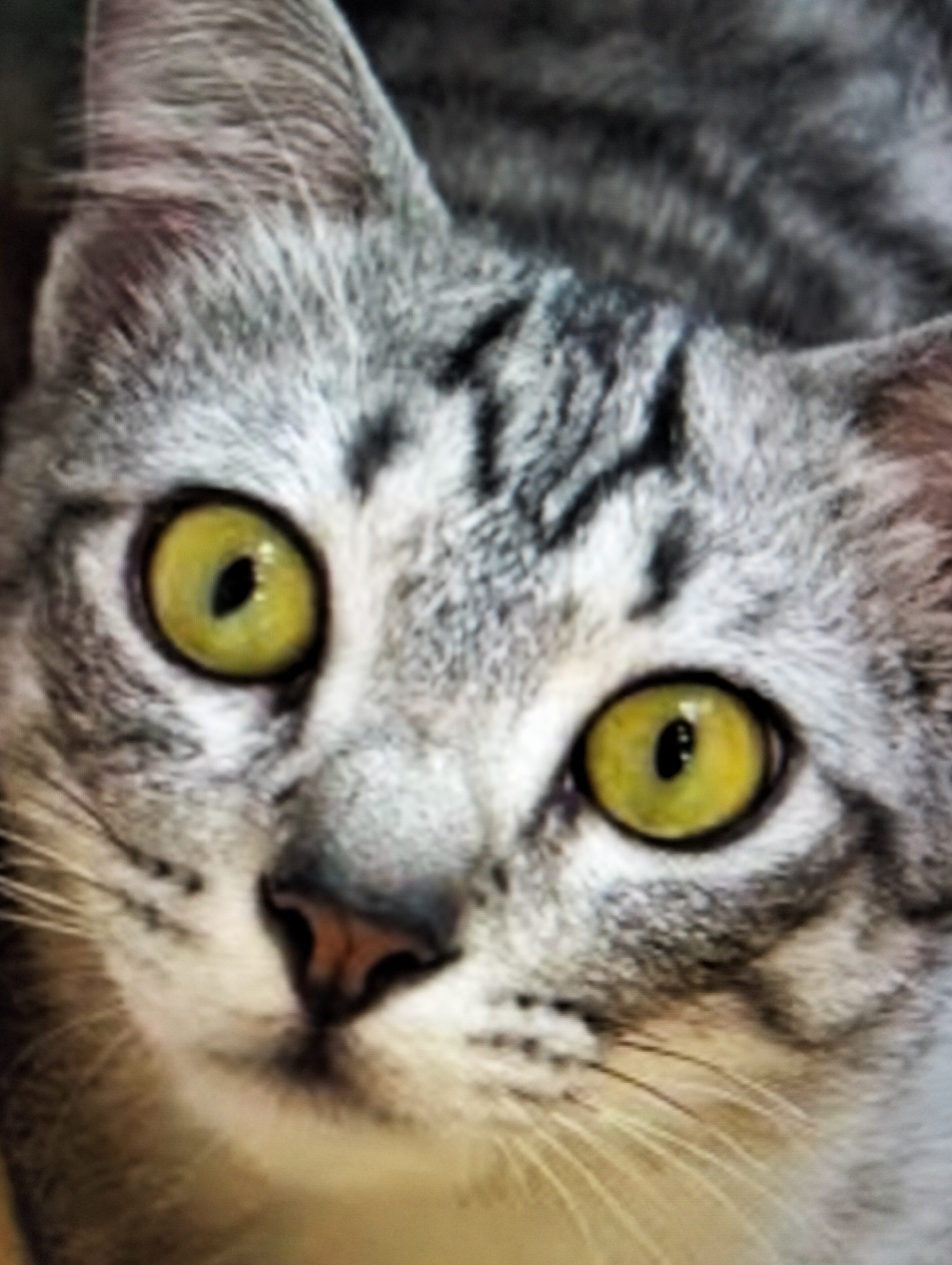 The image is a close-up of a tabby cat's face, featuring striking yellow-green eyes and grey and black striped fur. The cat's nose is dark pink. The background is out of focus, showing the rest of the cat's head and possibly fur. There are no people, objects, or environmental features visible that would suggest a specific location in Payagaboh, Indonesia, or any city.