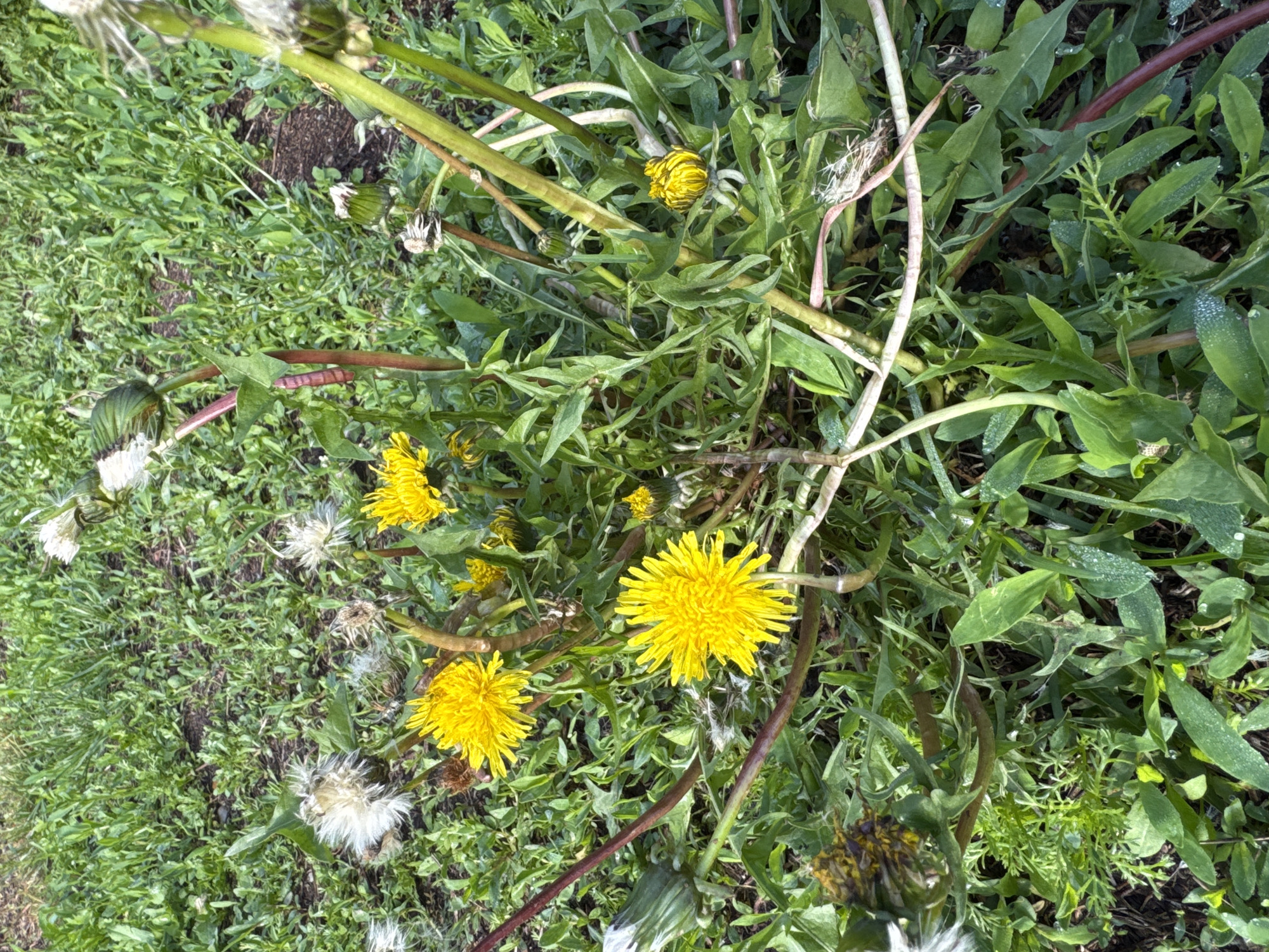 The image shows a close-up view of dandelions growing in a grassy area. The dandelions are in various stages of development, with some in full bloom, some in bud, and some in their seed head stage. The grass is green and appears to be slightly wet, with some small water droplets visible on the leaves. The background consists of more grass and dark soil. The scene is illuminated by natural light, suggesting it was taken outdoors during the day. There are no people or animals visible in the image. The overall environment appears to be a natural, outdoor setting, possibly a park or a yard. There is no identifiable information in the image that would indicate a specific location within the city of Urazovo, Russia.