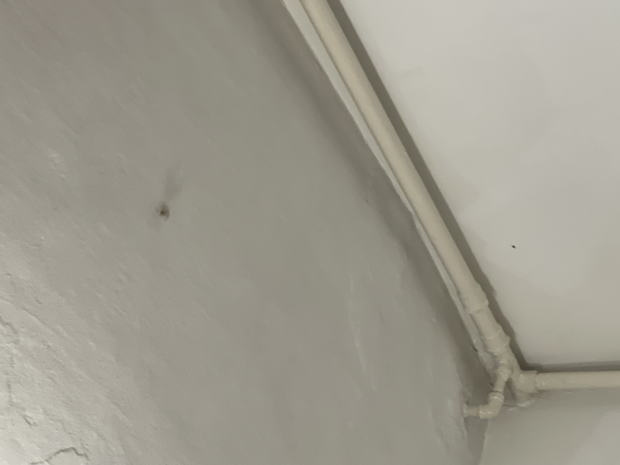 A spider is on a white ceiling. White pipes run along the wall and ceiling. The scene is indoors. The location is not specified.