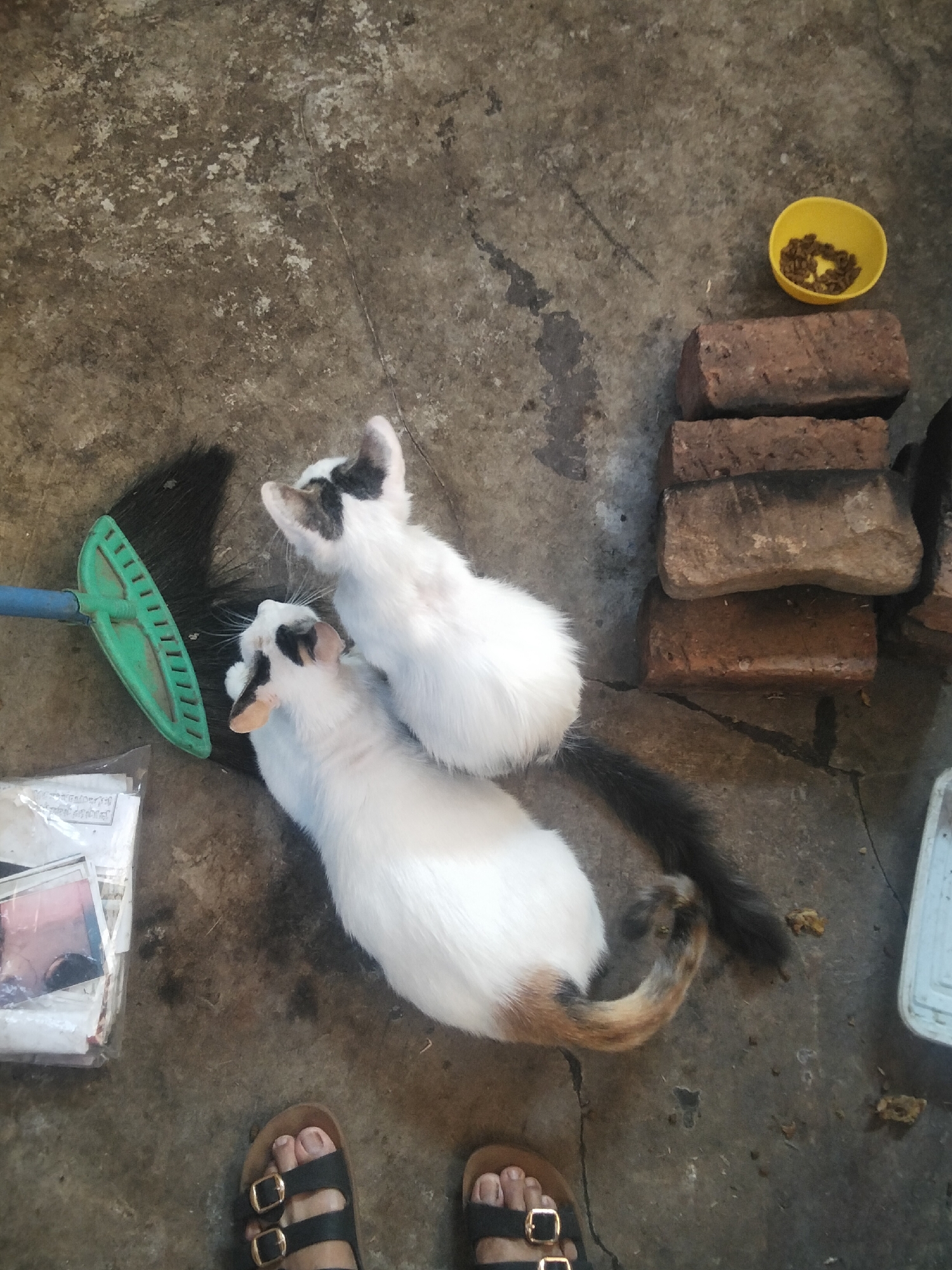 Two cats, one larger than the other, are positioned on a concrete floor. The larger cat is predominantly white with patches of black and brown fur on its tail, and it is lying down, facing left. The smaller cat, also white with black markings on its head, is positioned behind and slightly above the larger cat, facing right. In the background, a green broom is leaning against the cats, its bristles appearing dark and dusty. To the right of the cats, a stack of three red bricks is present, and next to them, a small yellow bowl contains brown kibble. Below the cats, to the left, is a stack of papers or photographs in plastic packaging. The concrete floor appears worn and cracked, with some debris scattered around. In the foreground, a person's feet are visible, wearing black sandals. The scene appears to be outdoors, possibly a yard or alleyway, in Cisaat, Indonesia.