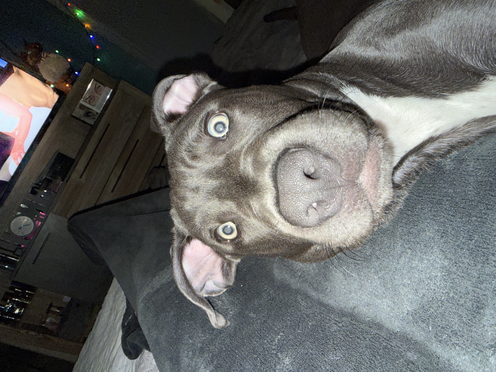 A gray and white pit bull-type dog is lying on a dark gray textured surface, likely a blanket or couch. The dog is positioned upside down with its nose prominently in the foreground and its eyes wide and slightly unfocused. Part of the dog's white chest is visible on its right side. In the blurred background, there's a wooden cabinet with a television on top of it. A blurry image is displayed on the television screen. Strings of colored lights are above the cabinet. A clock is also visible next to the TV. The image does not provide any information about the location in the city of Varna, Bulgaria.