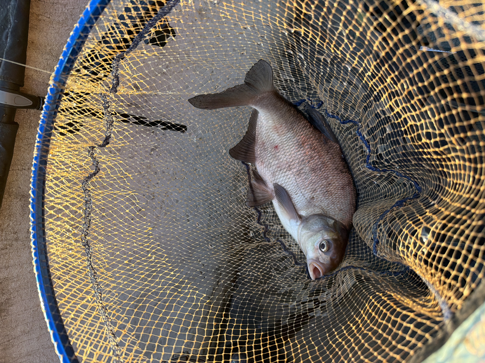 A fish lies in a fishing net. The fish is light-colored with scales and fins. The net is made of yellow mesh with a blue rim. The background is out of focus and appears to be a concrete wall. There is no visible indication of the city of Chaikovsky, Russia.