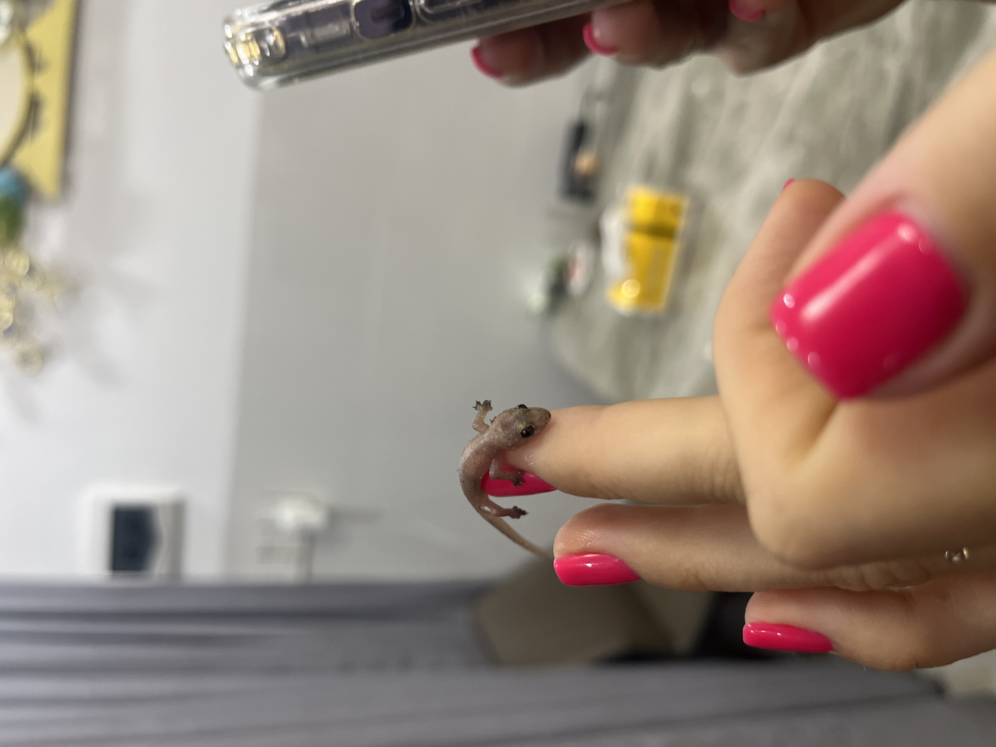 A person is holding a small gecko on their index finger. The person is also holding a phone, presumably to take a picture of the gecko. The person has pink nail polish on their fingernails. The background is blurry, but it appears to be an indoor setting with a gray and white color scheme. The location cannot be determined from the image.