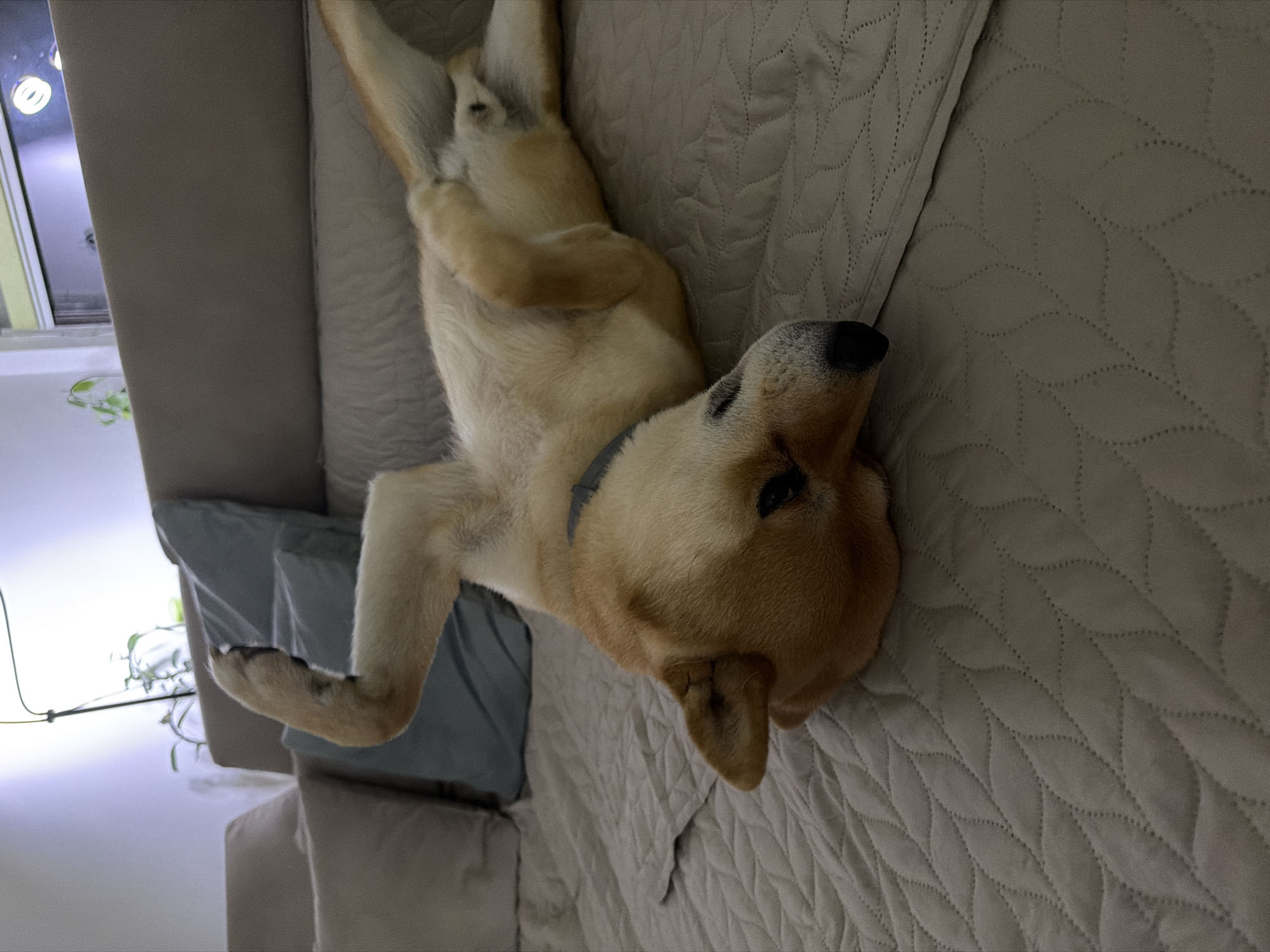A tan-colored dog, possibly a Shiba Inu, is lying on its back on a beige quilted surface, likely a sofa or bed. The dog's head is positioned towards the right side of the frame, and its body extends diagonally. The background includes a light-colored wall and a window with visible plants.
The image was not taken in Priseltsi, Bulgaria. There is no information on location.