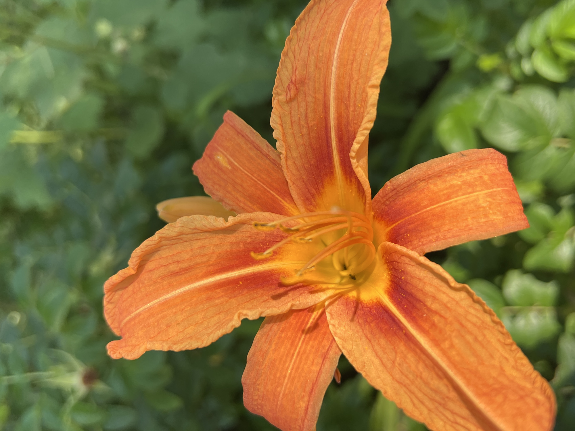 An extreme close-up shot captures an orange lily with a blurred green background. The flower is dominant in the frame, filling the majority of the image. Its vibrant orange petals are detailed, showing texture and delicate veins. The center of the flower reveals yellow and orange hues, with stamen visible. The background consists of out-of-focus green foliage, suggesting an outdoor garden setting. The overall lighting is bright, with sunlight illuminating the flower and creating subtle shadows. The image does not contain any identifiable human figures or specific landmarks that would indicate its location within the city of Chaikovsky, Russia.