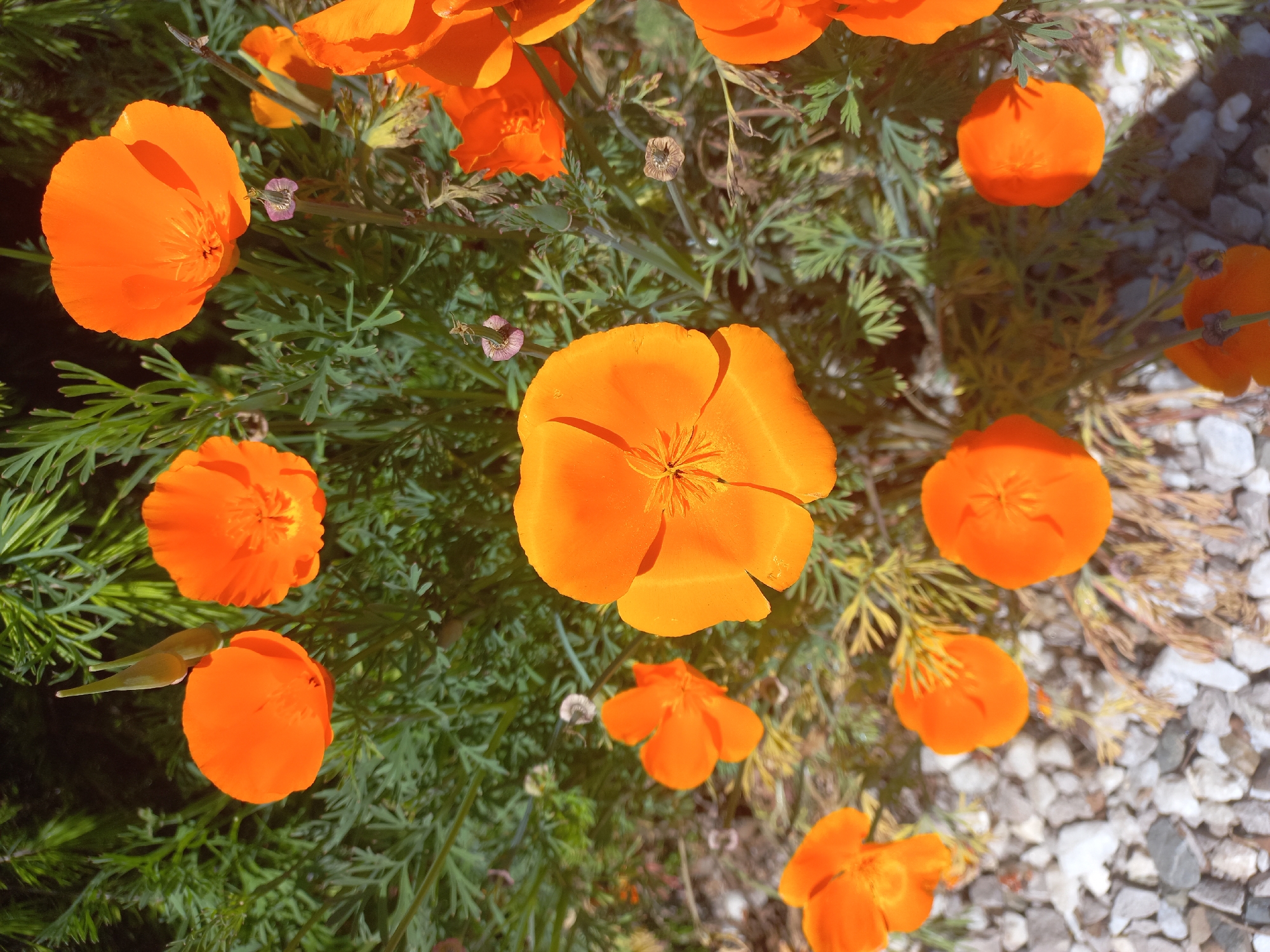 The image shows a cluster of California poppies (Eschscholzia californica) with vibrant orange petals, surrounded by fern-like green foliage. The flowers vary in their stage of bloom, with some fully open, showcasing their central structures, and others still in bud form. Small, dried seed pods are also visible. The background consists of light-colored gravel. No people are visible. The image does not contain verifiable information to associate it with the city of Sochi, Russia.
