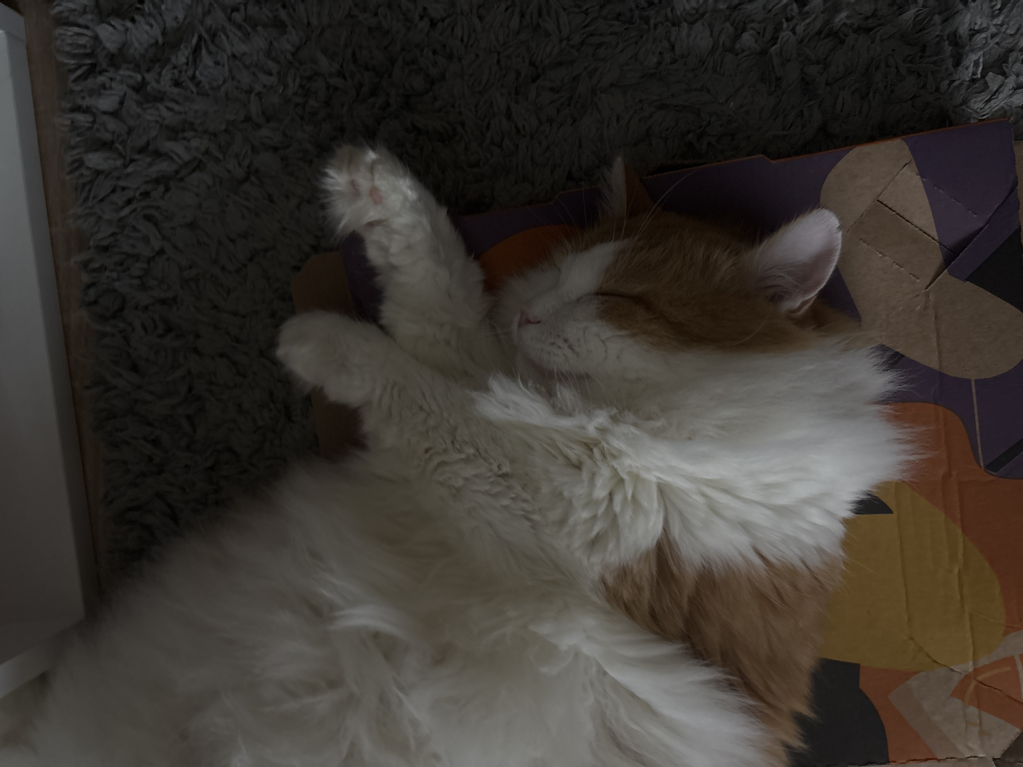 The image shows a fluffy, orange and white cat sleeping on its back on top of a cardboard box. The box has a colorful, abstract pattern on it. The cat is lying on a grey, shag rug. The environment appears to be indoors. There is no indication of location in the city of Zheleznogorsk, Russia.