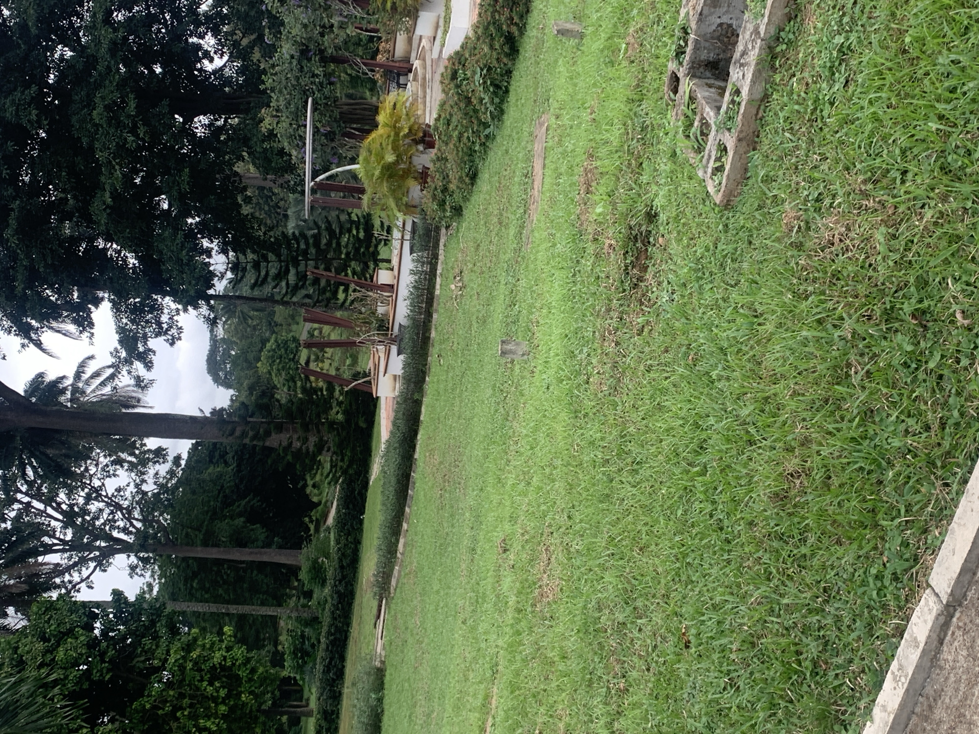 This is a photograph of a lush green park in Iju, Nigeria. The scene is dominated by a well-maintained lawn that slopes gently upwards. In the background, tall trees with dense foliage form a natural canopy, interspersed with palm trees and some coniferous trees.
Several man-made elements are visible. Along the middle ground, there's a low, neatly trimmed hedge that delineates a walkway or garden bed. Further back, a series of raised concrete planters hold various potted plants, including a vibrant yellow-green palm-like plant. Supporting structures, possibly part of a pergola or pavilion, are visible in the mid-ground with wooden posts and a white curved element. In the foreground, a concrete curb runs along the bottom left of the frame, and a square concrete structure with openings, likely a drain or a manhole cover, is situated in the lower right corner.
The overall atmosphere is serene and natural, suggesting a public park or garden space designed for relaxation and enjoyment of nature. There are no people visible in the image. The lighting appears to be overcast, indicating a diffused light condition typical of a cloudy day.