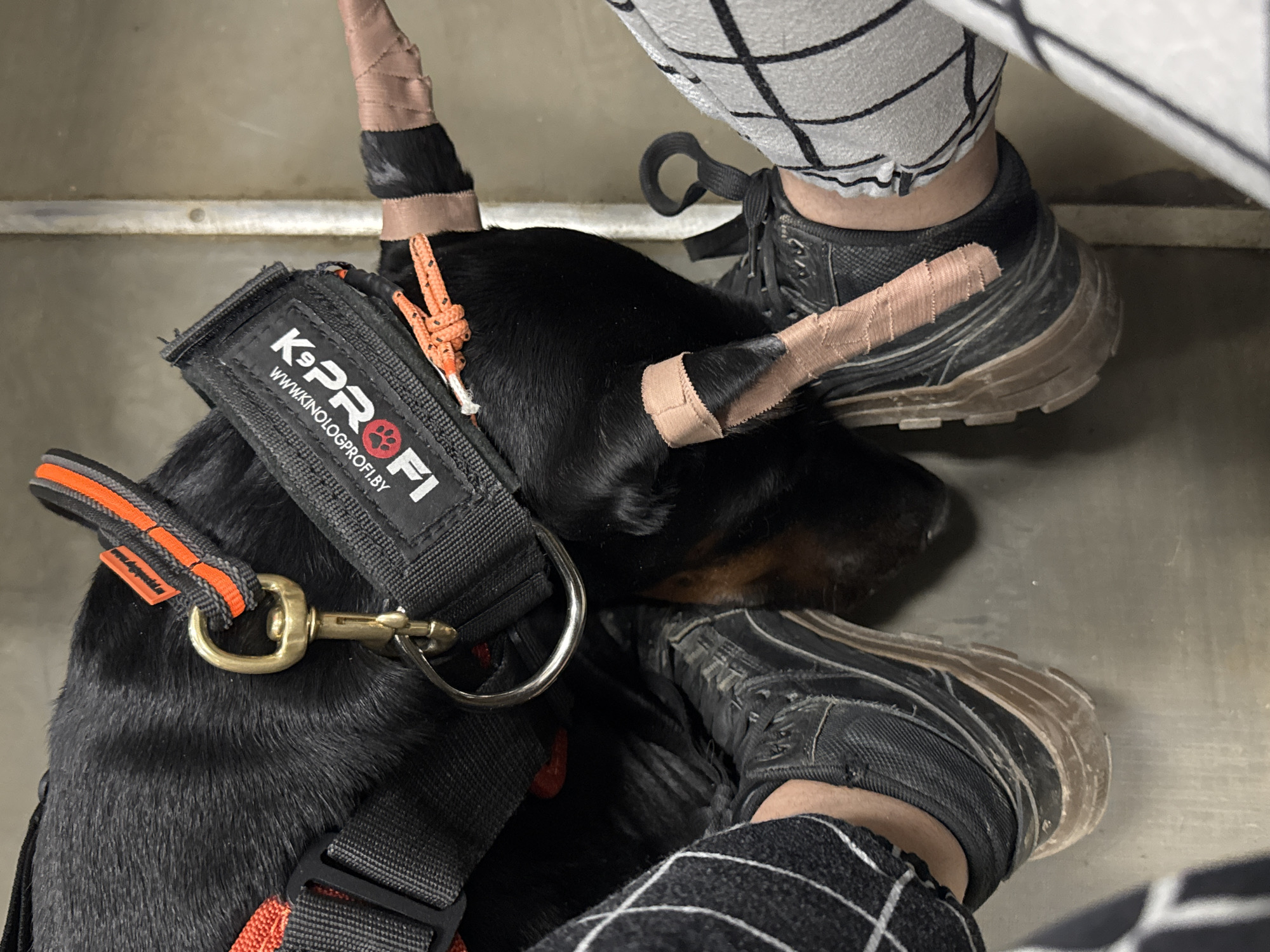 An overhead view captures a black Doberman Pinscher resting between the feet of a human subject on a light gray, scuffed floor. The dog's ears are cropped and secured with flesh-toned medical tape; an orange paracord knot is visible on the right ear. A black tactical-style harness with red-orange accents is worn by the dog, featuring a brass-colored snap hook, a silver D-ring, and a patch displaying "K9PROFI" and "WWW.KINOLOGPROFI.BY". The human subject wears black and white checkered pants and black sneakers with thick, light brown soles. A vertical metal beam is visible in the background. The indoor environment is consistent with a veterinary clinic or a specialized dog training facility located in the city of Khotkovo, Russia, though the ".BY" domain on the harness patch suggests a connection to Belarus.