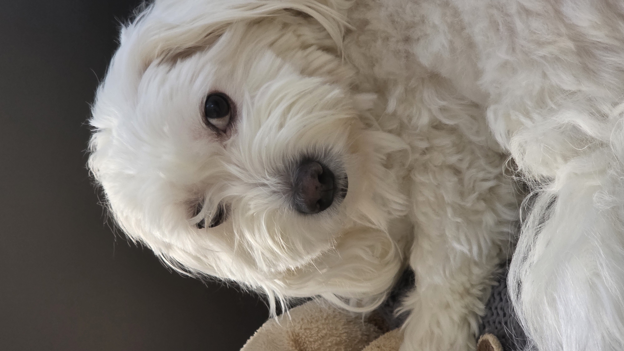 Close-up of a small, white dog with fluffy fur lying down. The dog has dark eyes and a black nose. The background is a dark grey surface and part of a light-colored blanket or soft surface. There is no indication of the location being Blagoevgrad, Bulgaria.