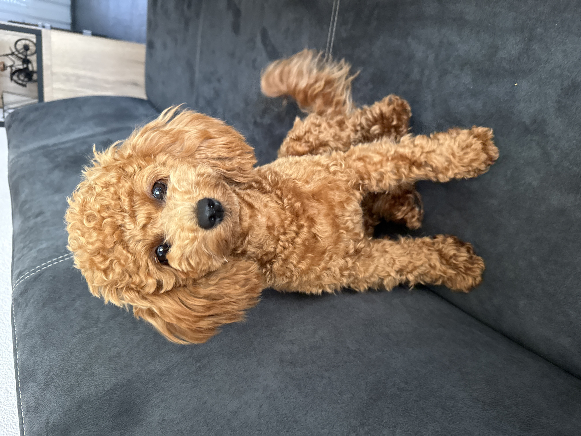 A reddish-brown toy poodle is sitting on a dark gray sofa in a domestic setting. The dog is facing the camera, with its head slightly tilted. The poodle has curly fur and dark eyes and nose. The background shows a portion of a wall and a shelf with a bicycle decoration, suggesting an indoor environment. There are no people or other animals visible in the image. The photograph is taken from a medium-close perspective, with the dog occupying the central frame. The lighting appears to be natural, casting soft shadows. This image does not provide any specific information about the city of Marum, Netherlands, or any geographical context beyond a typical home interior.