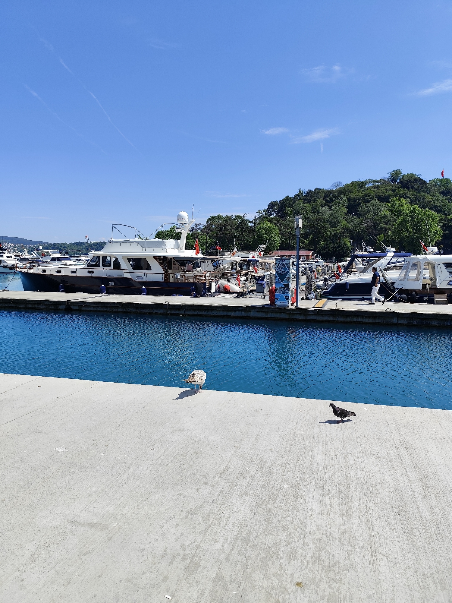 This image presents a sunny daytime view of a marina or harbor, likely located in Sarıyer, Turkey. The scene is characterized by a bright blue sky with only a few faint contrails, indicating clear weather.
In the immediate foreground, a light-colored concrete pier occupies the bottom portion of the frame. Two birds are visible on the pier: a seagull with light plumage stands on the left, while a darker pigeon walks towards the right. Both birds cast short, distinct shadows, suggesting the sun is high in the sky.
Beyond the pier, a section of vibrant, clear blue water gently ripples, leading to a dock where numerous boats are moored. The boats vary in size and type, appearing to be mostly yachts and smaller recreational vessels. A prominent white and dark blue yacht with a radar dome on its roof is positioned in the center-left. Several red flags, resembling the Turkish national flag, are visible on various boats and a flagpole on the distant hillside.
A person dressed in white pants and a dark top is seen walking along the far dock, amidst the parked boats. In the background, lush, green, tree-covered hills rise gently, adding a natural element to the urban-coastal setting. A tall, dark pole with a small sign is visible on the dock, but the text is largely unreadable, although the partial word "Sarıyer..." can be discerned at the top of the sign, confirming the location. The overall atmosphere is calm and pleasant, typical of a bright day at a seaside location.