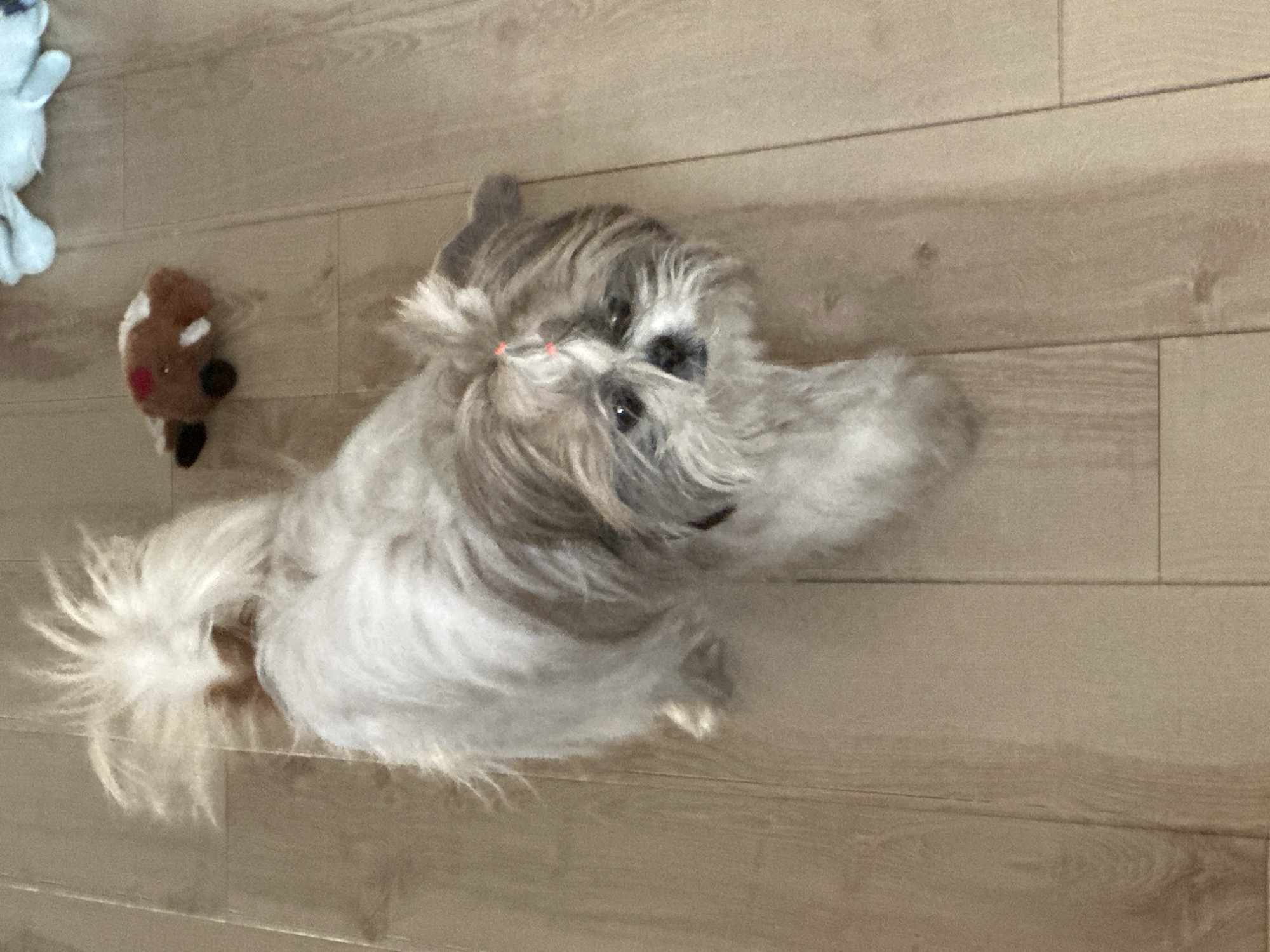 A light-colored Shih Tzu dog with a topknot lies on a light brown wood floor. The dog is facing upward toward the camera. There is a small, brown plush toy to the left of the dog. To the far left of the image, there is part of a white plush toy. The location appears to be inside a home. It's impossible to verify the location in Tbilisi, Georgia based on visual information.
