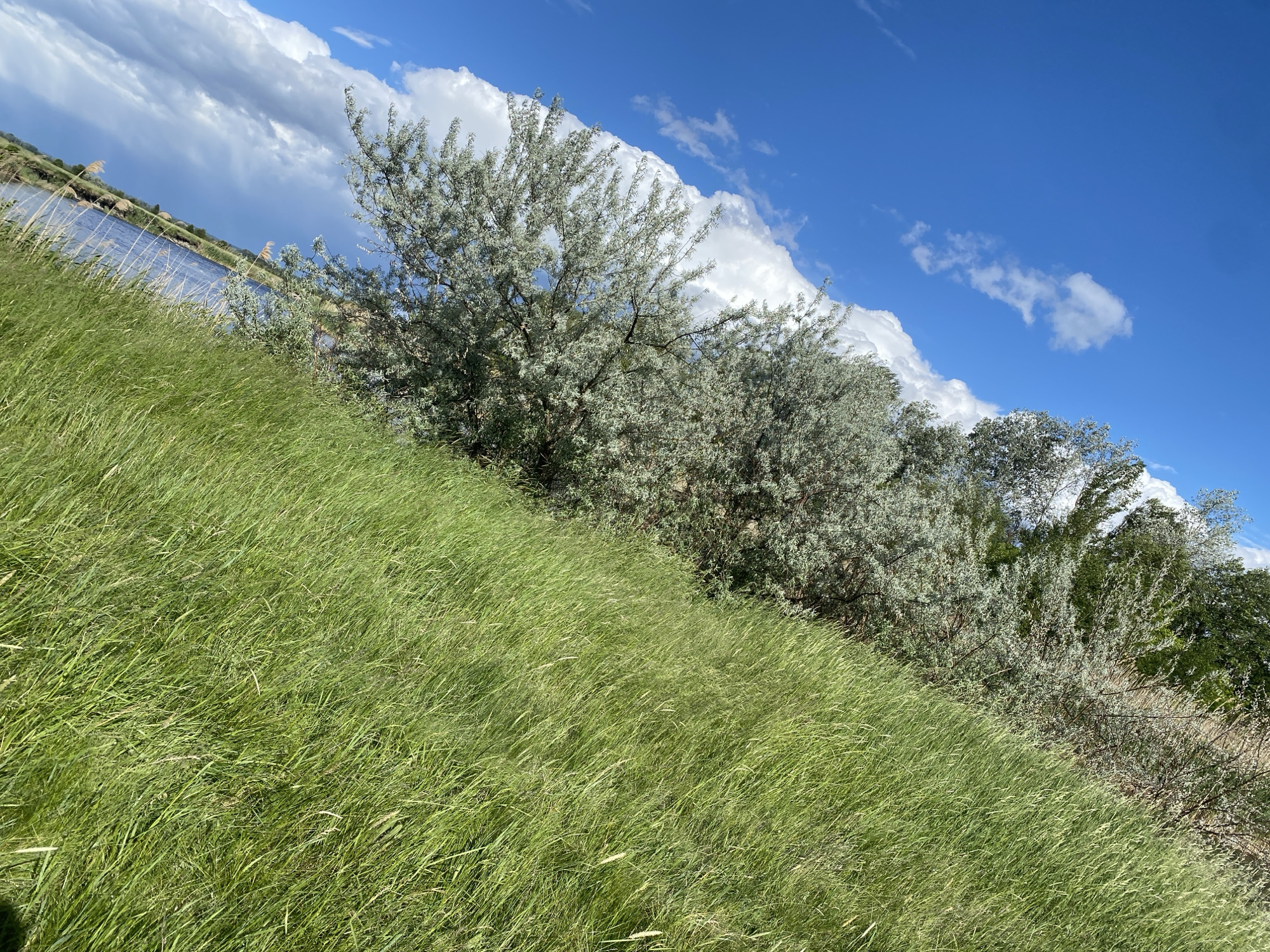 The image depicts a landscape scene with a body of water visible on the left side of the frame, possibly a lake or river, partially obscured by tall green grass in the foreground. A line of vegetation, including trees and bushes, separates the grassy area from the water. The trees appear to have silvery-green foliage. Above the vegetation, the sky is visible, with a mix of blue sky and fluffy white clouds. The camera angle is slightly tilted, giving the impression of an upward slope. The scene appears to be taken during daylight with good lighting conditions. The city of Ustyvytsia, Ukraine, is not discernible within the image's visual information.