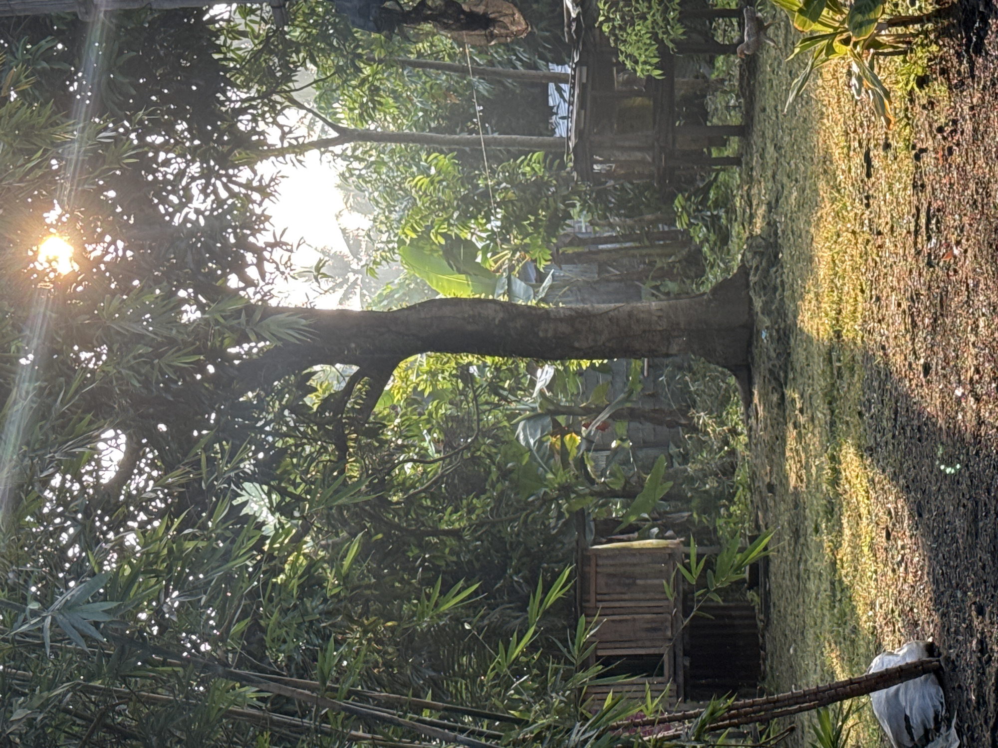 This outdoor scene, set in Carmen, Philippines, depicts a densely vegetated, semi-rural environment under direct sunlight. A large, central tree with a thick trunk and a full canopy stands prominently, partially obscuring the sun, which appears as a bright, radiating starburst in the upper right quadrant, casting significant lens flare. To the left, tall bamboo stalks with vibrant green leaves are visible. The ground is a mix of exposed earth, scattered dry leaves or organic debris, and patches of green grass, with distinct sunlit areas and elongated shadows indicative of morning or late afternoon.
Two rustic wooden structures are present: one on the mid-left appears to be a small shed or animal coop with an open doorway, while another elevated wooden structure is situated on the mid-right. A single domestic chicken, light-colored, is observed walking on the ground near the right-hand structure. The background is filled with various tropical plants and trees, including broad leaves resembling banana plants, and exhibits a slight atmospheric haze. No human subjects are present.