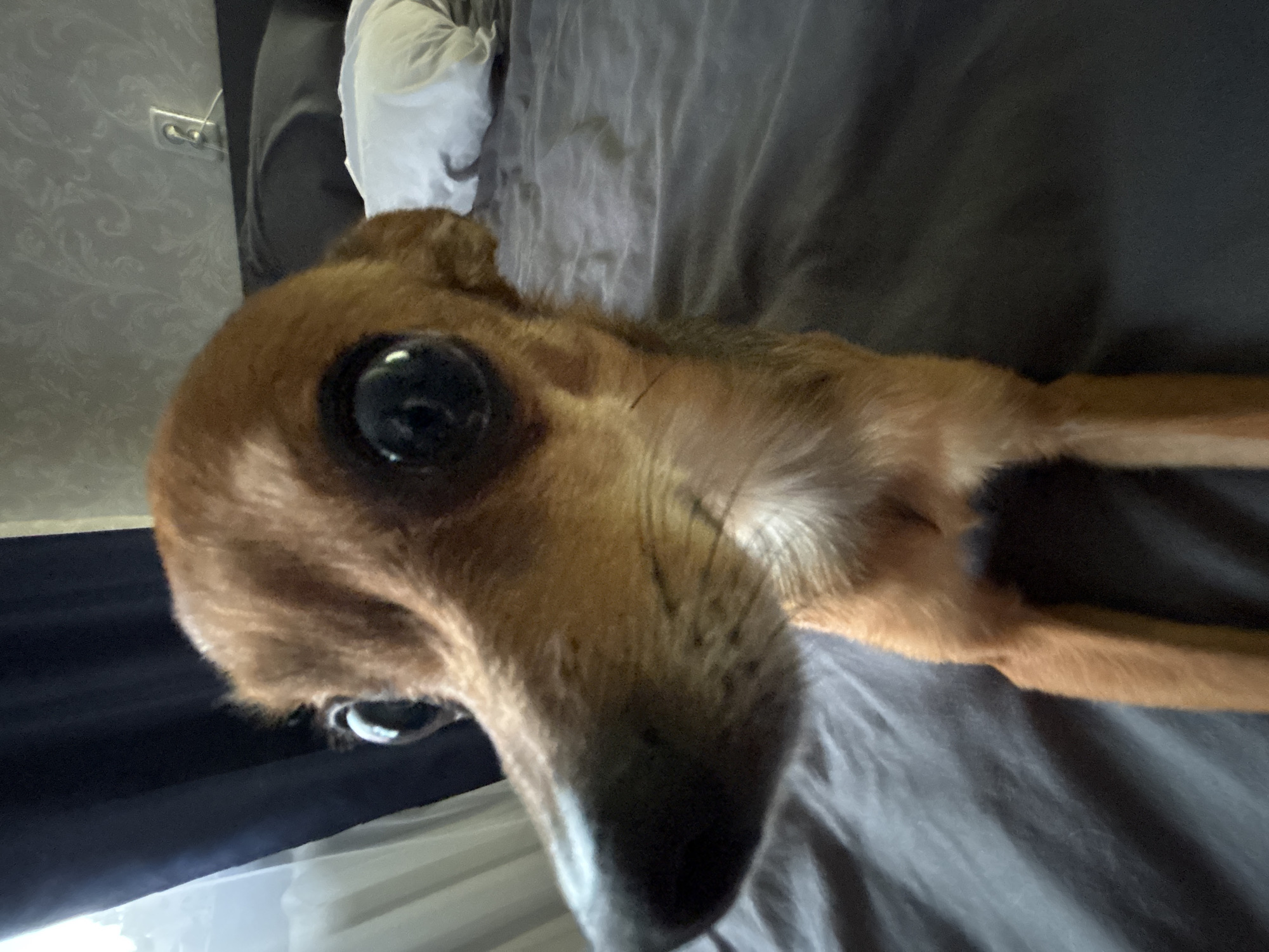 A chihuahua with large, dark eyes and a brown coat is sitting on a dark gray bed. The dog is looking directly at the camera, with its snout in the foreground. The background shows a dark blue curtain on the left, and a wall with wallpaper and a light switch on the right. There is a white pillow on the bed behind the dog. This image was likely taken indoors, in a bedroom. There is no information that can identify the location in the city of Chaikovsky, Russia.