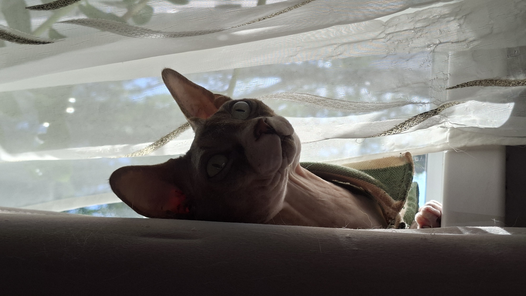 A Sphynx cat is perched on a windowsill, peeking out from behind a sheer white curtain. The cat, with its distinctive hairless appearance and large ears, is wrapped in a striped blanket. Its gaze is directed outward, suggesting curiosity or observation of something beyond the frame. Sunlight streams in from the right, illuminating the curtain and creating a bright, airy atmosphere. The left side of the image is dominated by a dark, textured surface, possibly a wall or furniture, which provides a stark contrast to the lighter elements. The cat's paw is visible resting on the windowsill. The scene appears to be an indoor setting, likely a home, with the window offering a view to the outside. There is no specific indication of the location being in the city of Myadzyel, Belarus.