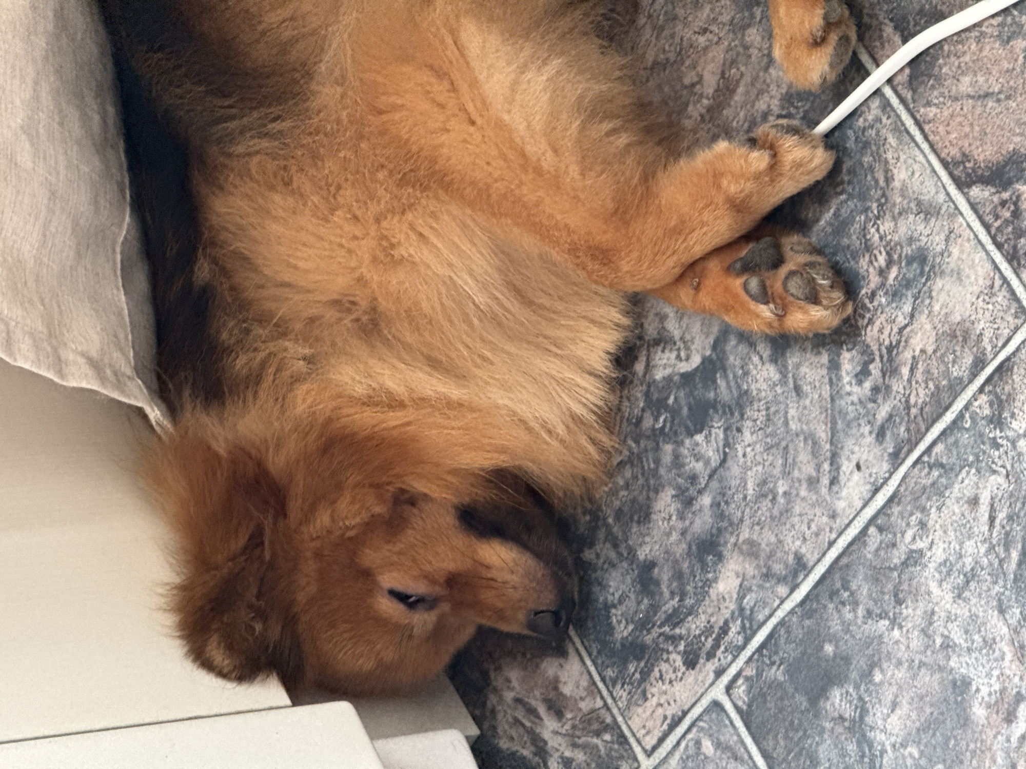A medium-sized, fluffy dog with reddish-brown fur is sleeping on a tiled floor. The dog is lying on its side, partially obscured by a light-colored fabric material hanging from above. The dog's head is resting on the floor, with its eyes closed. Its front paws are crossed, and a white cord is visible near one of its hind paws. The floor has a pattern of grey and brown tiles. The scene appears to be indoors, in a residential setting. The location is specified as being in the city of Khimki, Russia.
