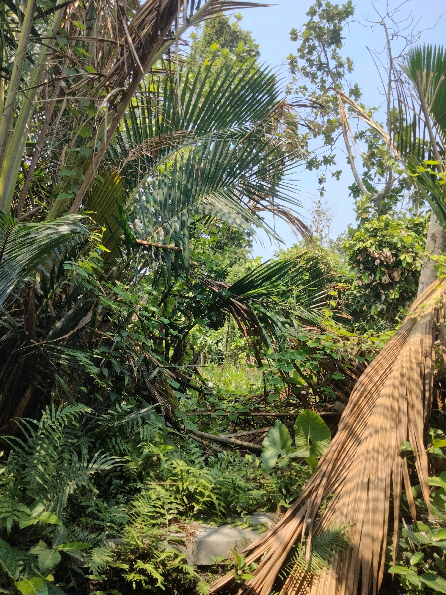 A dense, overgrown tropical landscape in Merakurak, Indonesia, features a variety of foliage including large palm fronds, ferns, and leafy vines. Dead palm fronds lie on the ground and are draped across other plants. The scene is dappled with sunlight filtering through the leaves, and the sky is visible in the upper portion of the image. No people or animals are present in the frame.