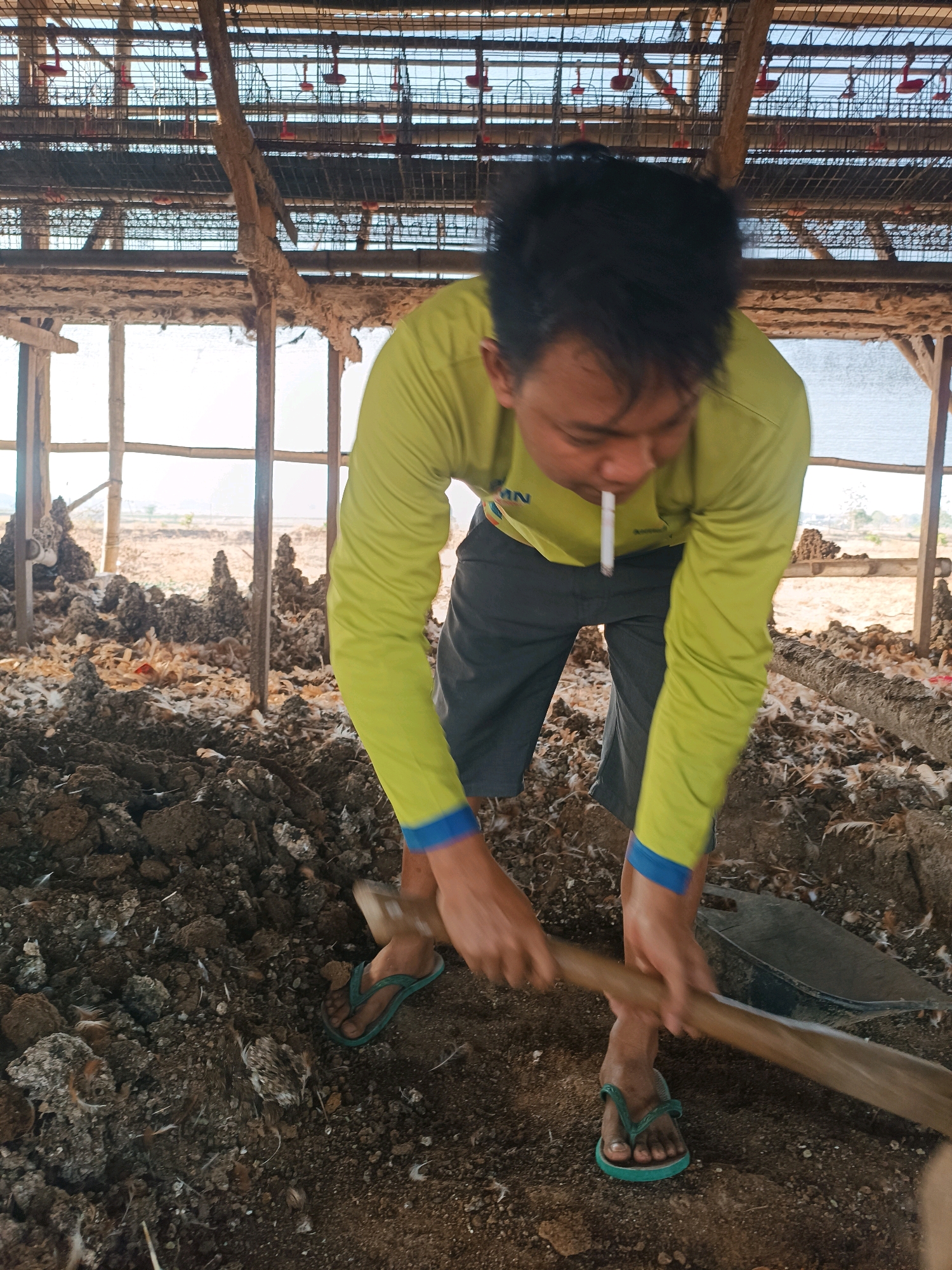 A man is using a shovel to dig into a pile of dirt and chicken droppings in an open-air chicken coop. He is wearing a lime green long-sleeved shirt with blue trim on the cuffs, gray shorts, and green flip-flops. A cigarette is lit and placed in the corner of his mouth. The coop has wire cages stacked above, filled with automated feeders. The ground is covered with dirt, feathers, and what appears to be animal waste. In the background, there are wooden posts and some vegetation. The scene is located in the rural outskirts of Tambakromo, Indonesia.