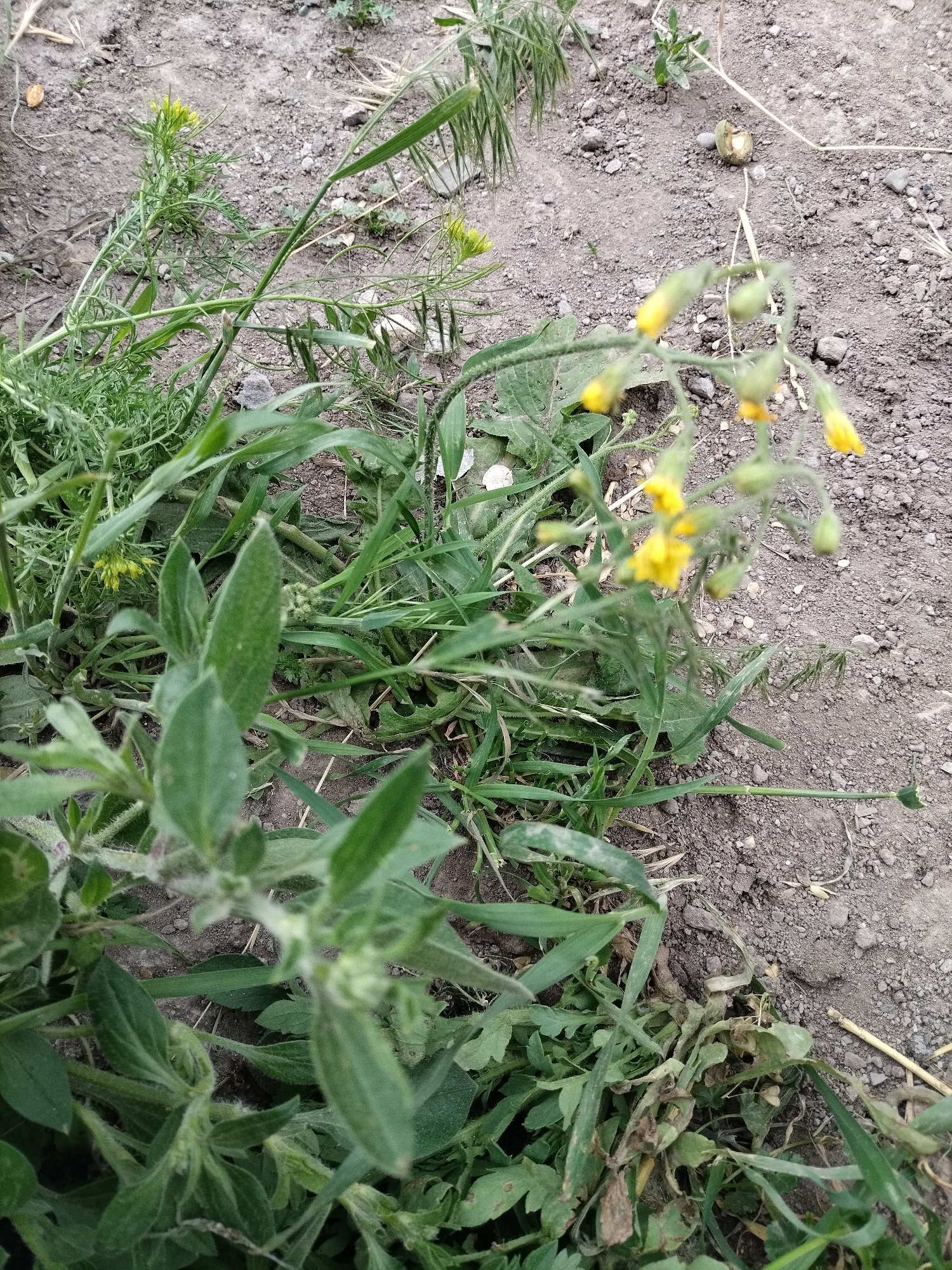 The image is a close-up, eye-level shot of a patch of vegetation growing on dry, gritty soil. The soil is a mix of gray and brown, with small pebbles and some dried plant debris scattered across the surface.
In the foreground, there is a cluster of green plants with fuzzy, oval-shaped leaves. These plants are lush and healthy-looking.
Towards the middle and right of the frame, a flowering plant with delicate yellow blossoms and green buds is visible. The flowers are small and trumpet-shaped, with thin stems. Some of the flowers are in focus, while others are blurred, suggesting movement or a shallow depth of field.
Interspersed with these plants are blades of grass and other leafy green vegetation. The overall impression is one of wild growth in an uncultivated area. The lighting is diffused, with no harsh shadows, indicating an overcast day or shade.
There are no people, animals, or man-made objects clearly visible in the scene. The location is described as Unknown, Unknown, so no specific geographical details can be inferred from the image itself. The focus is entirely on the natural elements within the frame.