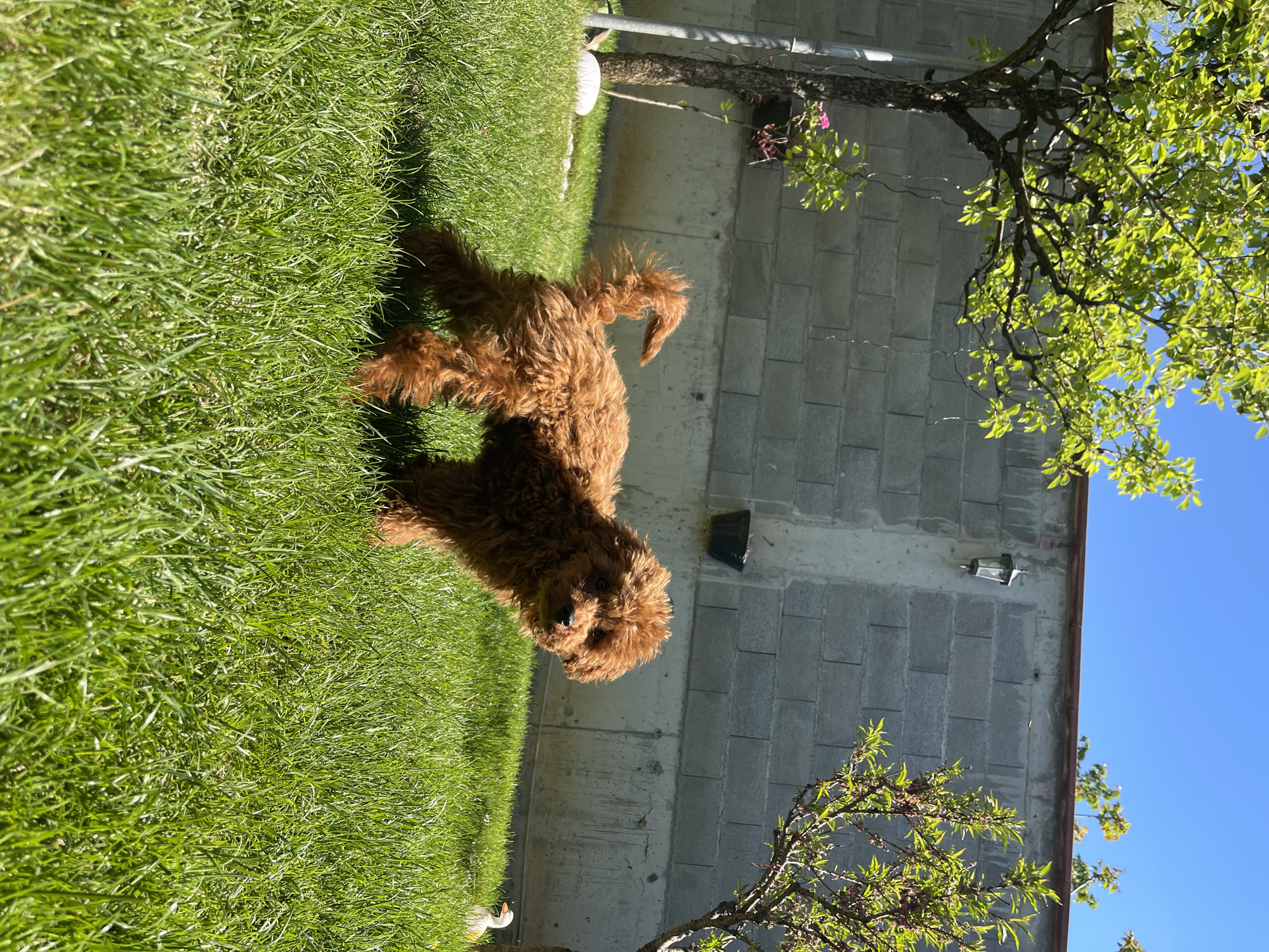 An outdoor scene shows a medium-sized, brown, curly-haired dog standing on a patch of green grass. Behind the dog is a gray concrete block wall. A tree branch with green leaves extends from the right side of the image towards the center. The sky is visible in the upper right corner and is a clear blue. The dog appears to be in a backyard. Location cannot be identified from the image.