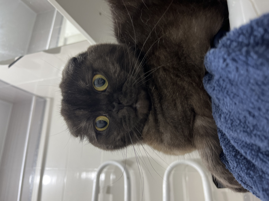 A brown, Scottish Fold cat peeks into the frame. The cat's head is slightly tilted, showcasing its folded ears and large, round, yellow eyes. The cat's face is positioned at the bottom-left, with its body continuing to the upper-right, partially obscured by a blue, textured towel. A white, tiled wall and metal bars create a stark background on the left, contrasting with the cat's soft fur and curious expression.