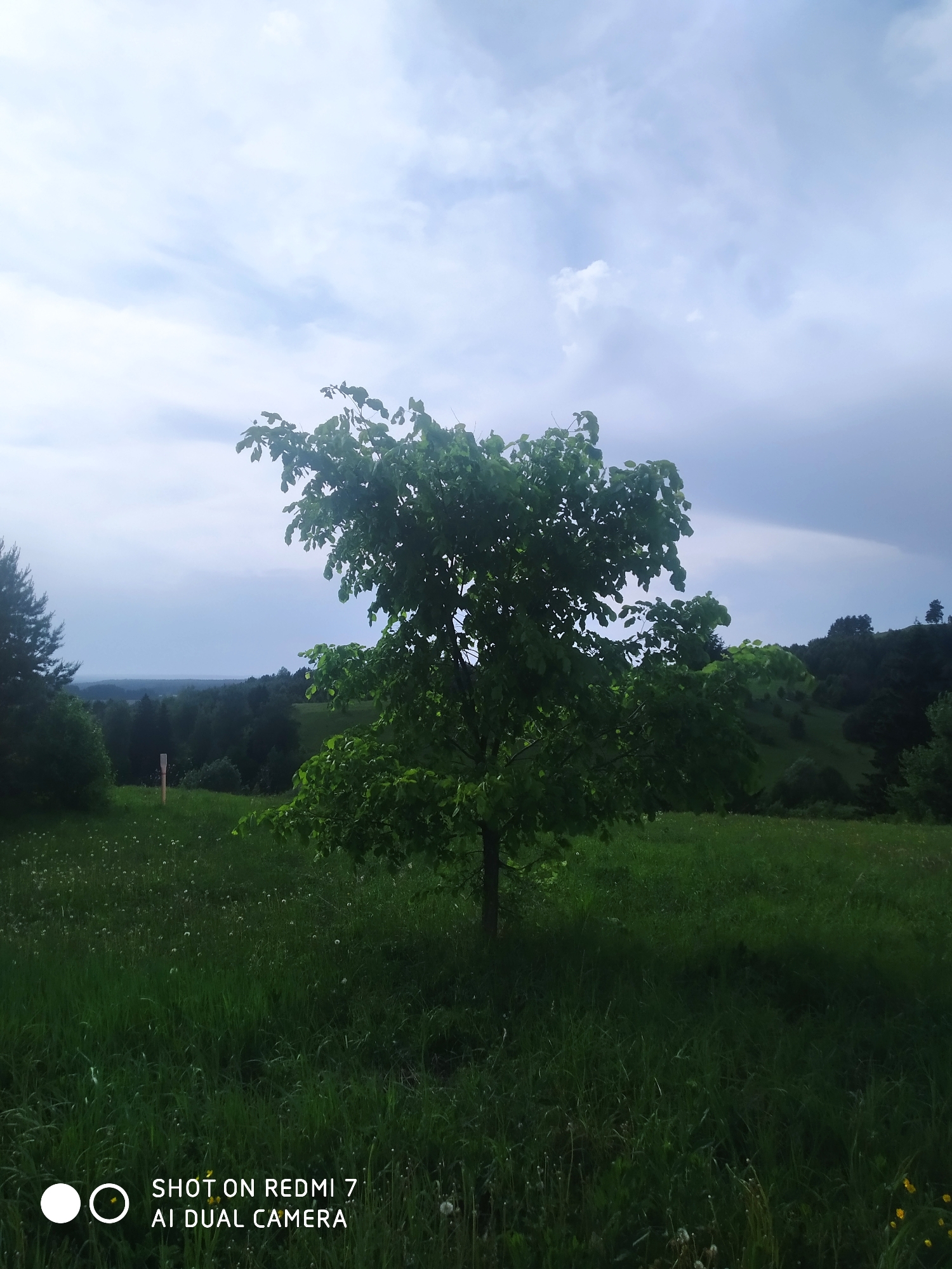 The image shows a medium-sized, green tree in a grassy field. The sky is overcast with a mix of light and dark clouds. In the background, there are forested hills and valleys. The location is Чумна, Russia. The camera used to capture the picture is Redmi 7 AI Dual Camera.