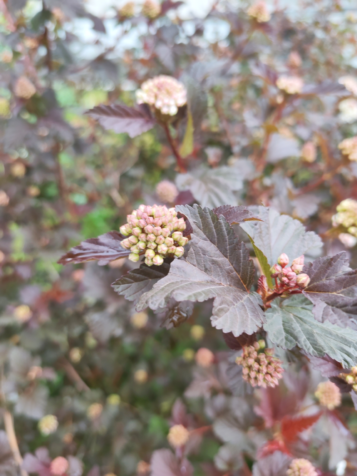 The image shows a shrub with dark purple leaves and clusters of pink and green buds, likely in the early stages of flowering. The background is blurred, suggesting the photograph was taken with a shallow depth of field, focusing on the foreground shrub. No people or other identifiable objects are visible. The location of the photograph in Izhevsk, Russia, is not discernable from the image.