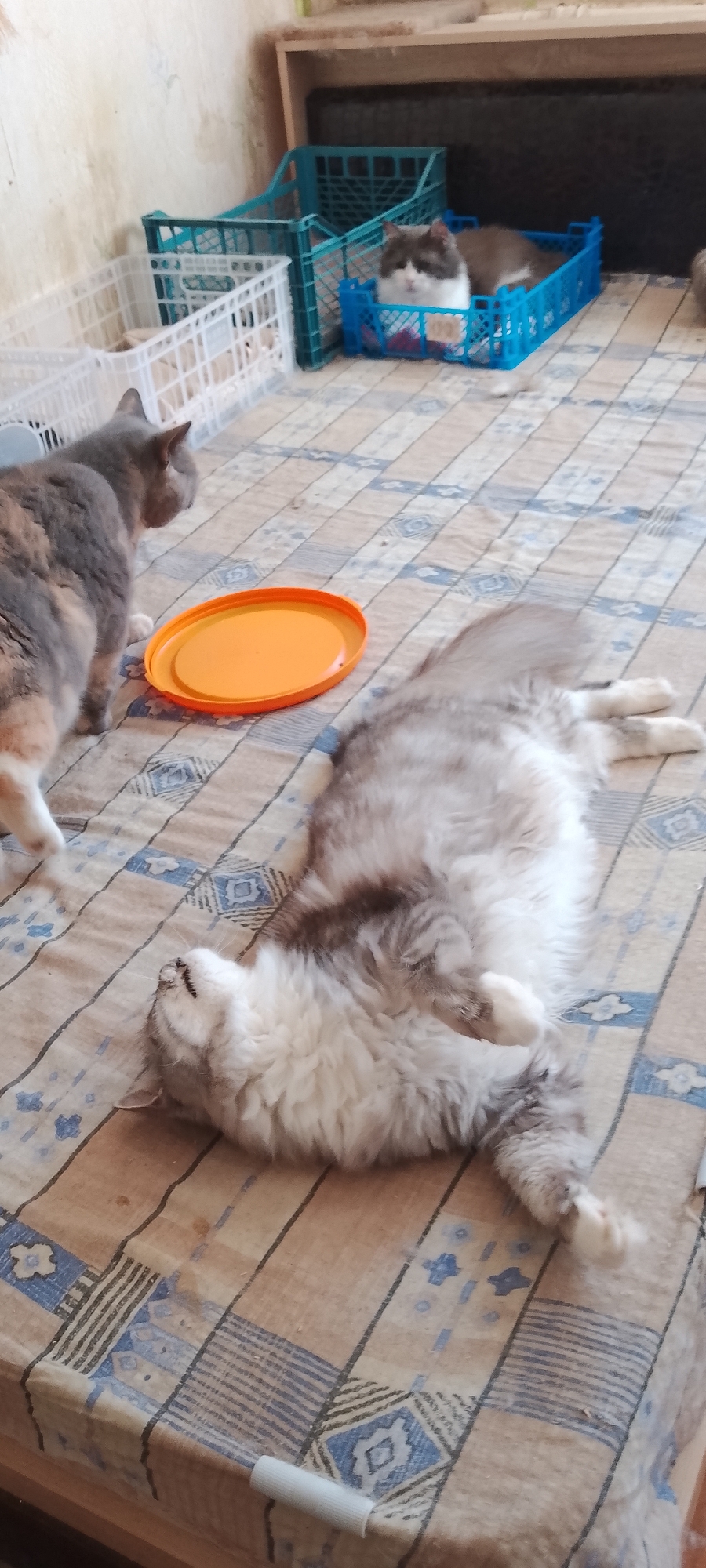 A long-haired cat is lying on its back on a patterned blanket, its legs extended. Another cat, with gray and orange fur, is standing to the left, facing away from the camera. In the background, there are several plastic crates, one of which contains a white and brown cat. An orange lid is on the blanket near the standing cat. The scene appears to be indoors, possibly in a shelter or home. The location is identified as Belgorod, Russia.