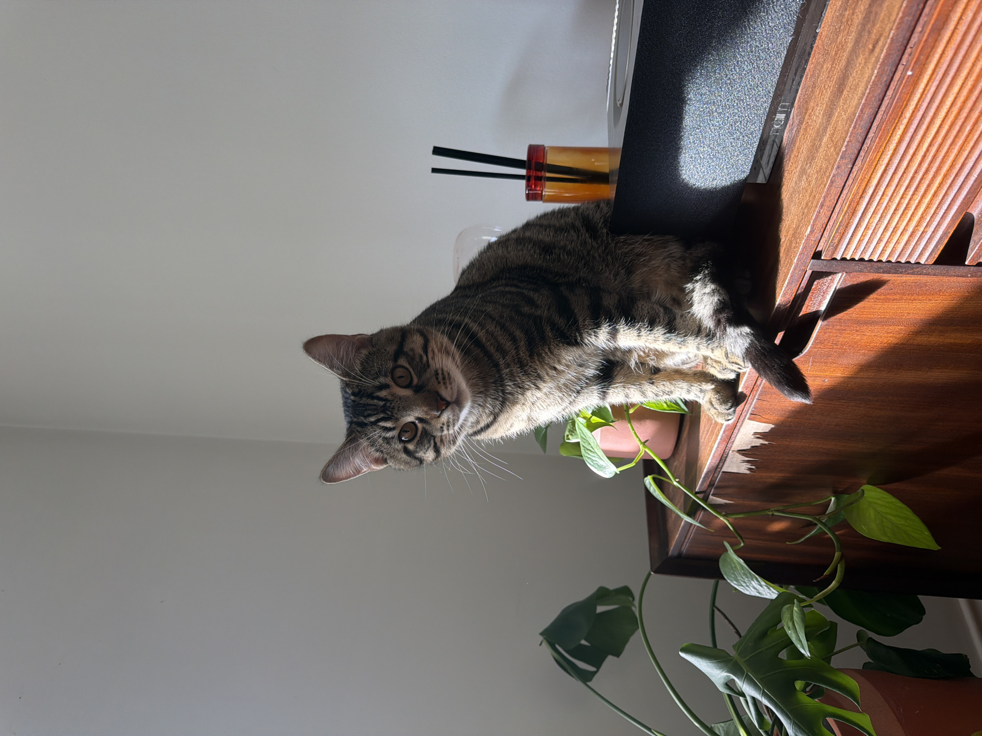 A tabby cat is lying on a wooden surface next to a plant in a terracotta pot. The cat is looking at the camera. In the background there is a wall. Next to the wooden surface is a dark surface with a white label. In the background there is a diffuser with black sticks. The location is indoors. This image does not contain information that could identify the city of Folkestone and Hythe District, United Kingdom.