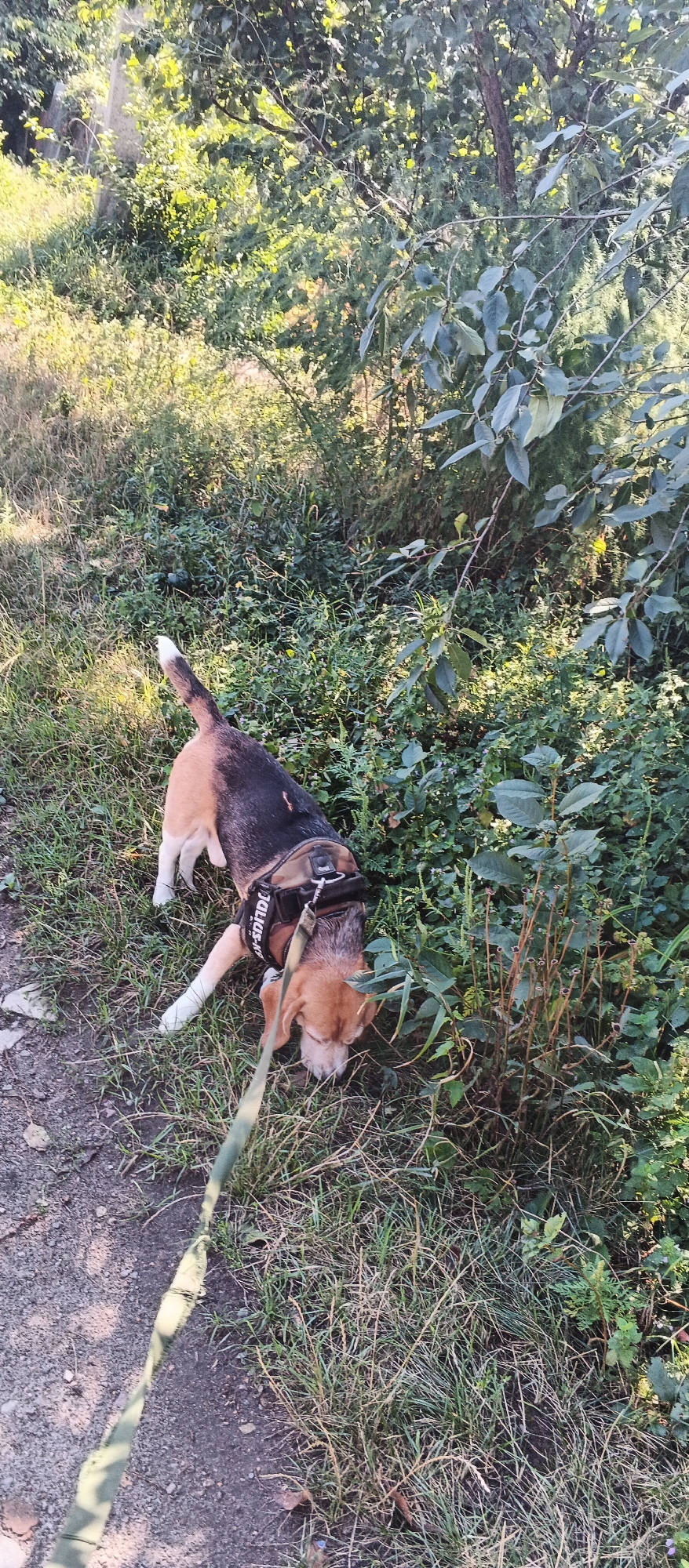 A tri-colored Beagle dog on a leash is sniffing the ground in a grassy area next to a wooded area. The dog is wearing a black harness with the word "POLICE" printed on it in white letters. The dog has a white bandage on its left front leg. The ground is covered in dry grass and leaves, with a dirt path to the left. The background consists of dense green foliage and trees. The scene appears to be an outdoor, natural environment, possibly a park or a wooded trail within the city of Smila, Ukraine.
