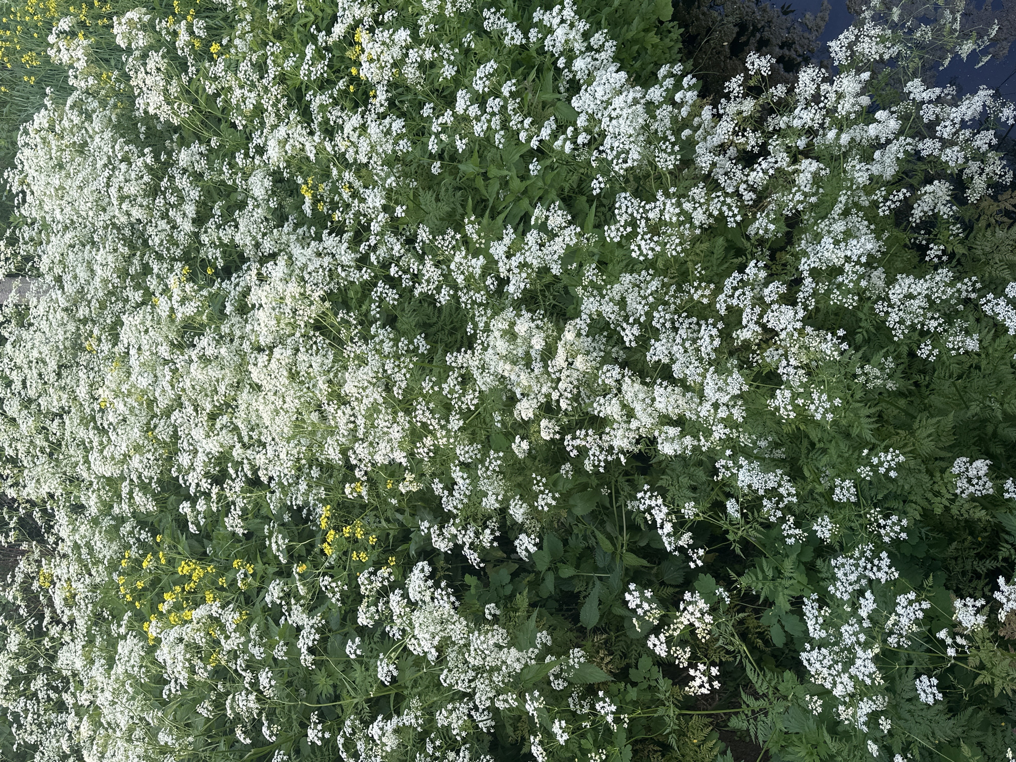 The image shows a dense patch of white wildflowers with some yellow wildflowers interspersed. The plants are growing in a natural environment, likely a field or meadow. The ground is covered with foliage and some dark, wet areas are visible, suggesting proximity to water. There are no people or animals present in the image. The location is identified as Markovo, Russia.