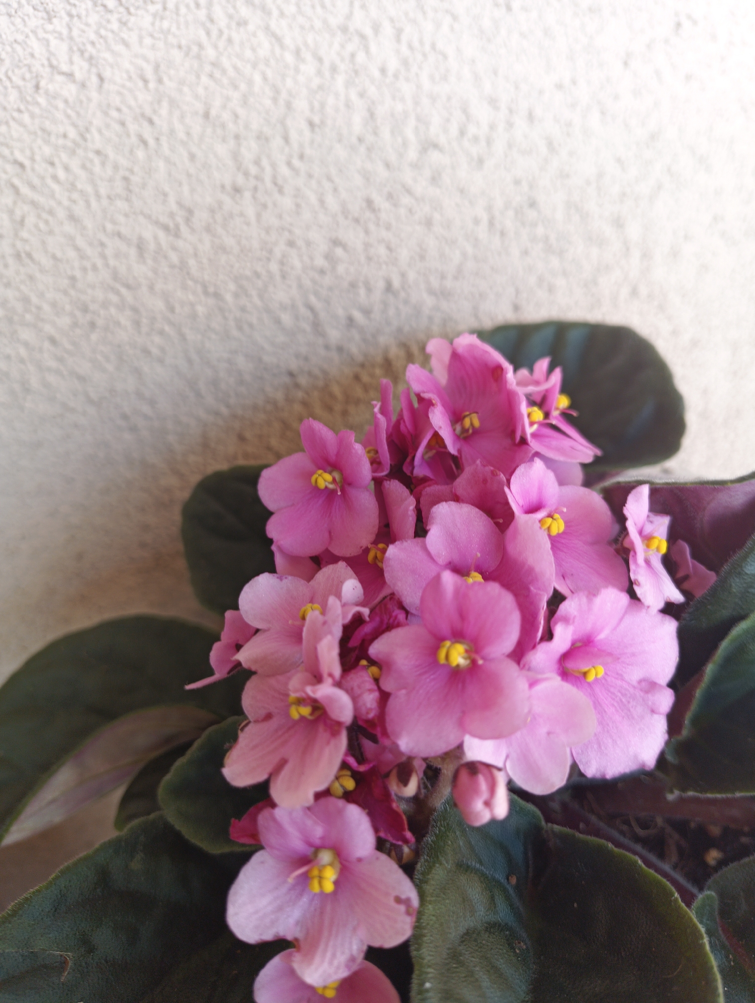 A close-up, vertical shot features a cluster of vibrant pink African violet flowers with yellow centers, set against a textured, light-colored wall. The flowers are in full bloom, with several buds also visible. Dark green, velvety leaves frame the blossoms, some of which exhibit a reddish-purple hue along the edges. The lighting suggests an indoor setting, possibly on a windowsill, with sunlight casting a soft glow on the upper portion of the wall. No people or animals are present in the image. The scene is static and peaceful. The origin of this image is not specified as being in the city of Karnobat, Bulgaria.